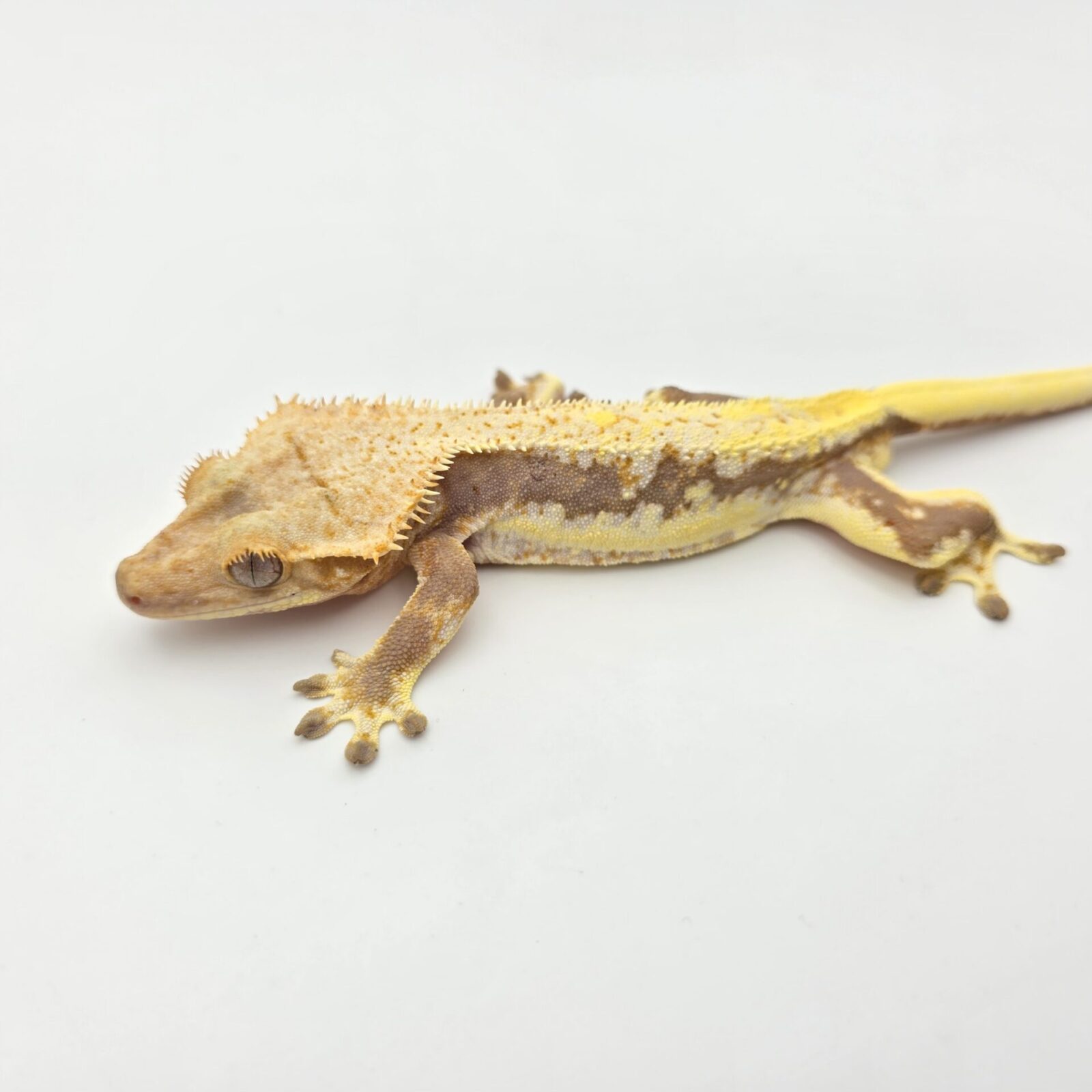 Correlophus ciliatus "Lilly white" Mâle 2024 Nom/référence : LILWO