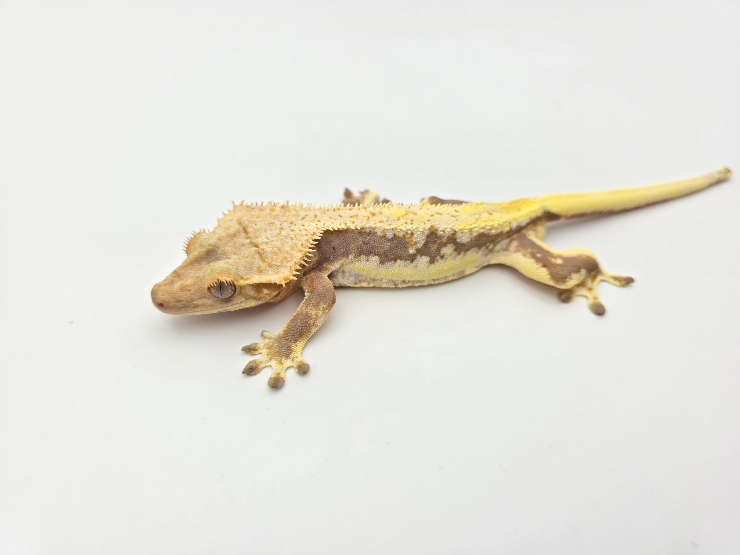 Correlophus ciliatus "Lilly white" Mâle 2024 Nom/référence : LILWO