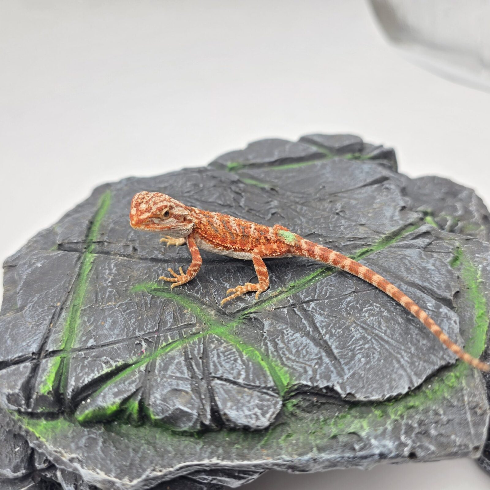 Pogona vitticeps "Hypo extrême red orange blue tiger" insexé 2026 Nom/référence : ANYL