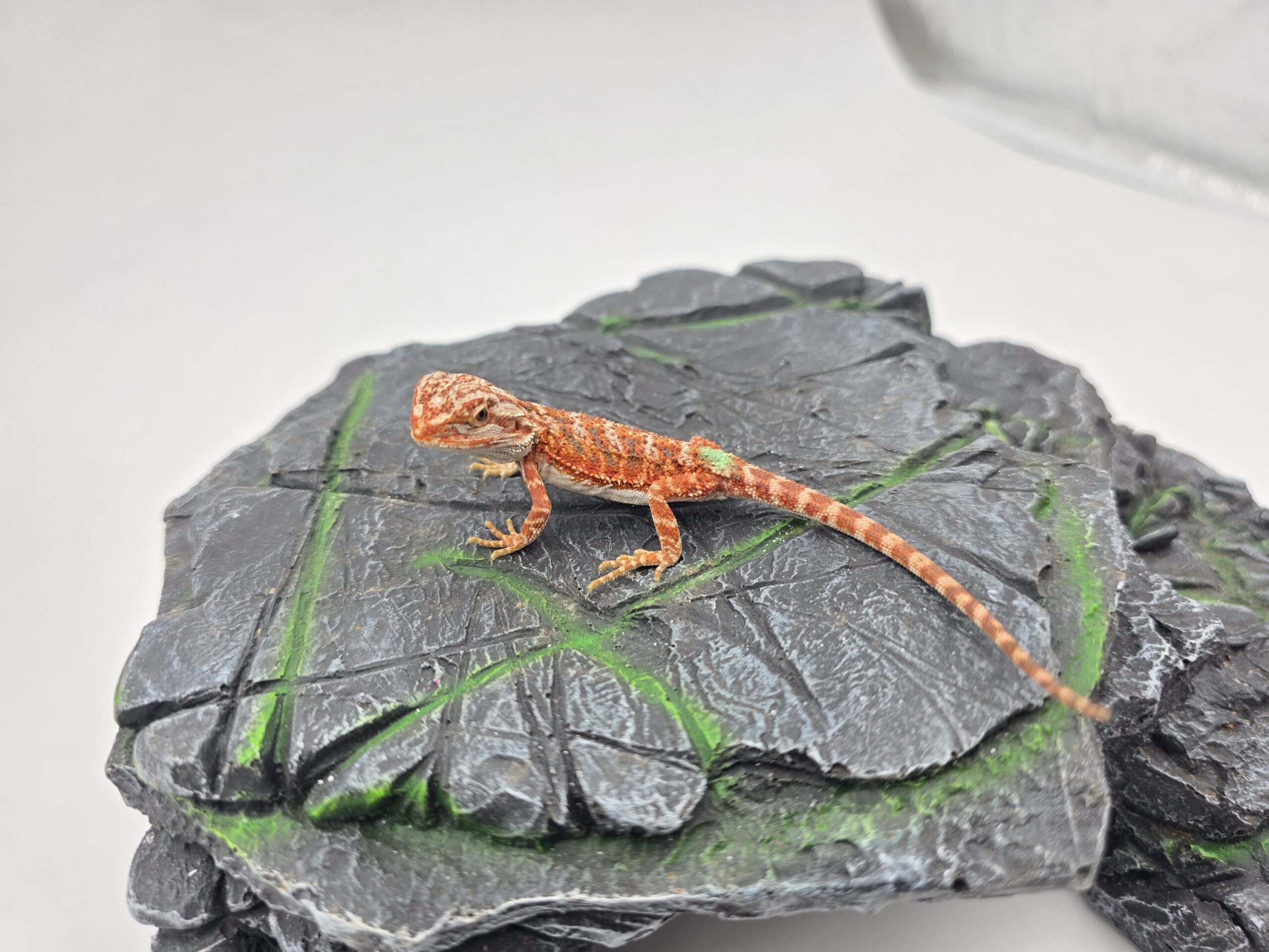 Pogona vitticeps "Hypo extrême red orange blue tiger" insexé 2026 Nom/référence : ANYL