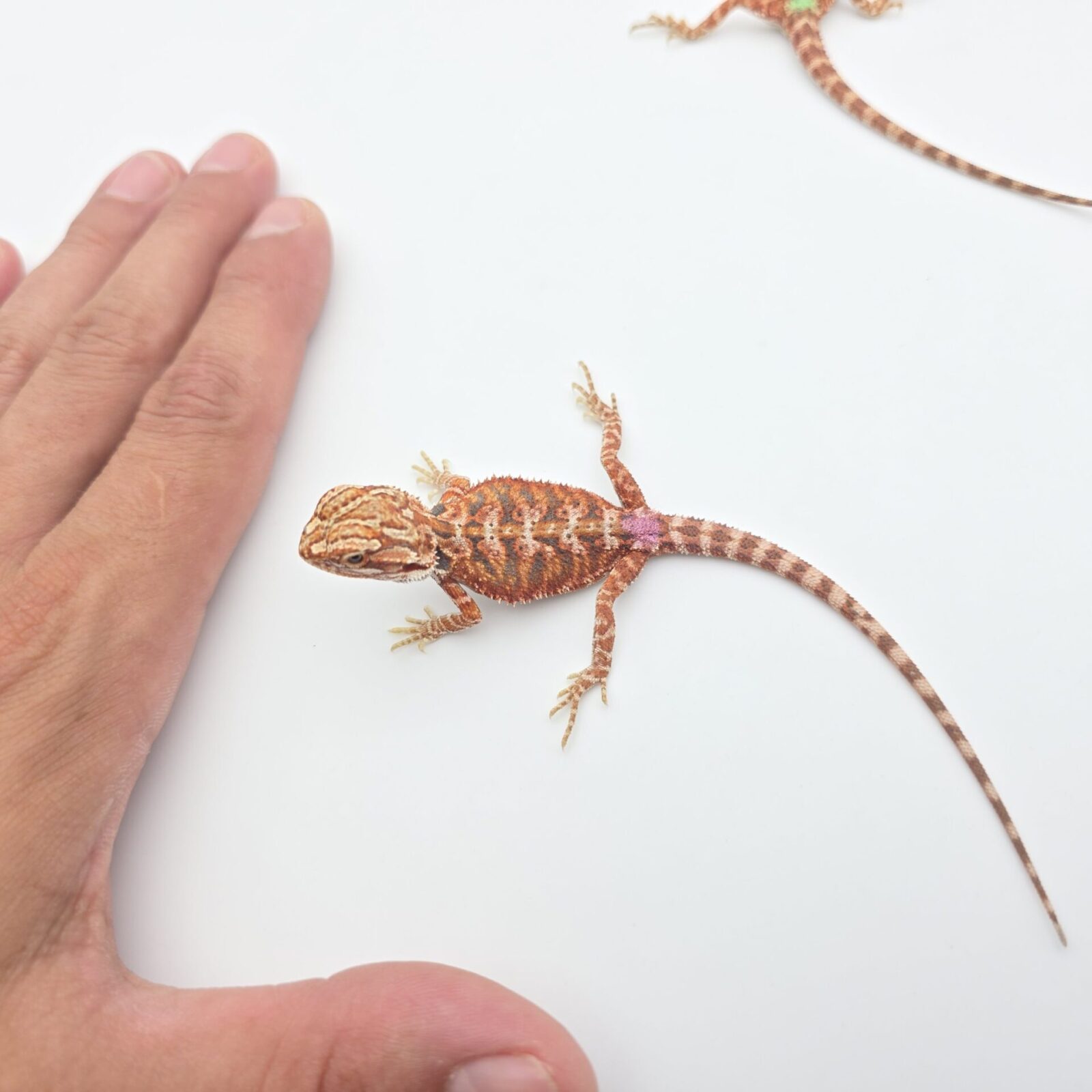 Pogona vitticeps "Hypo extrême red orange blue tiger" insexé 2026 Nom/référence : RYDIK