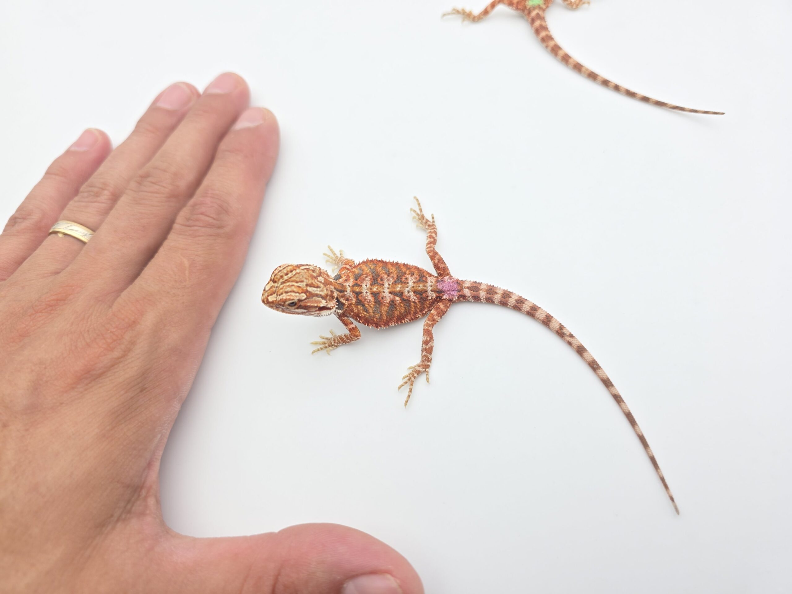 Pogona vitticeps "Hypo extrême red orange blue tiger" insexé 2026 Nom/référence : RYDIK