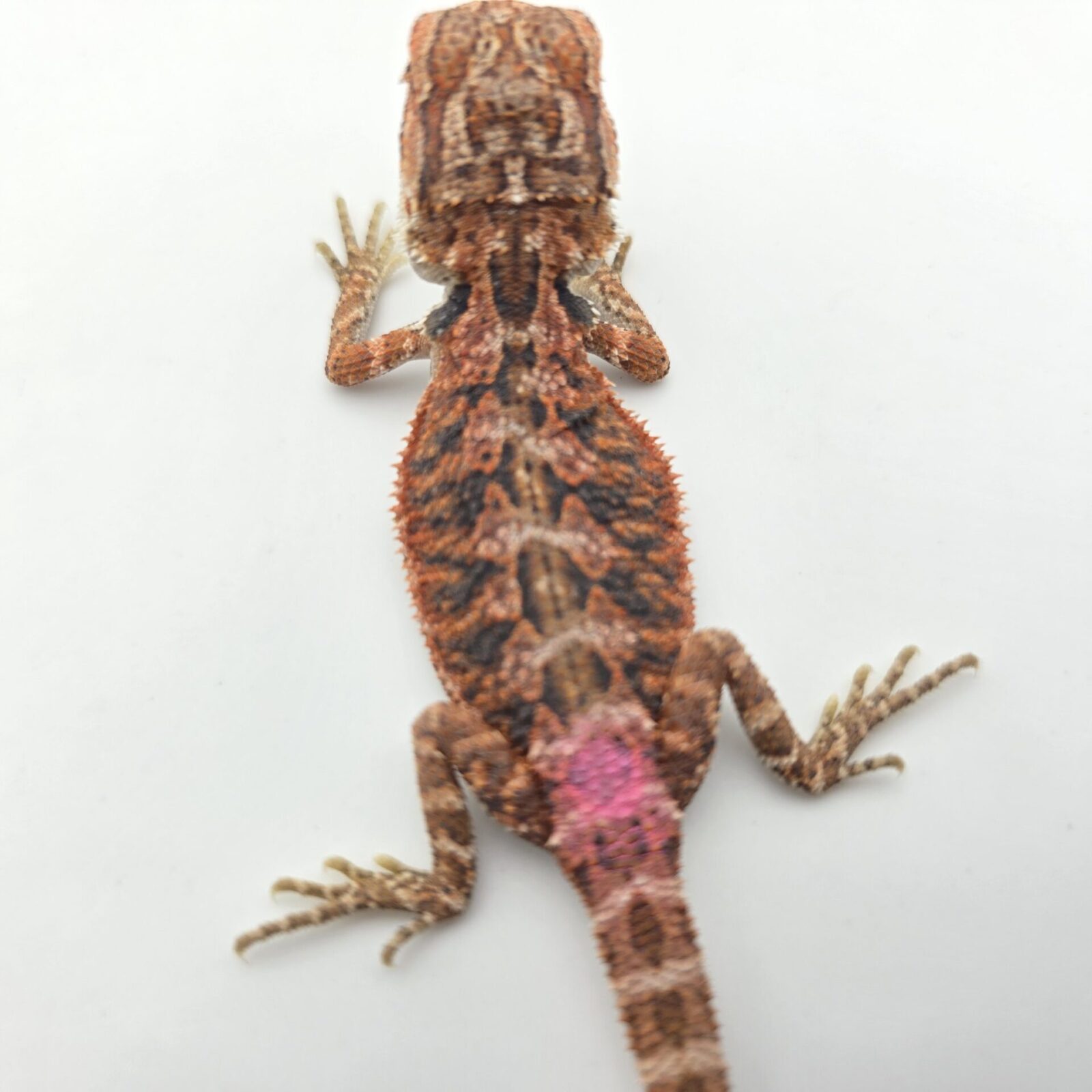Pogona vitticeps "Hypo extrême red orange blue tiger" insexé 2026 Nom/référence : BEDIK
