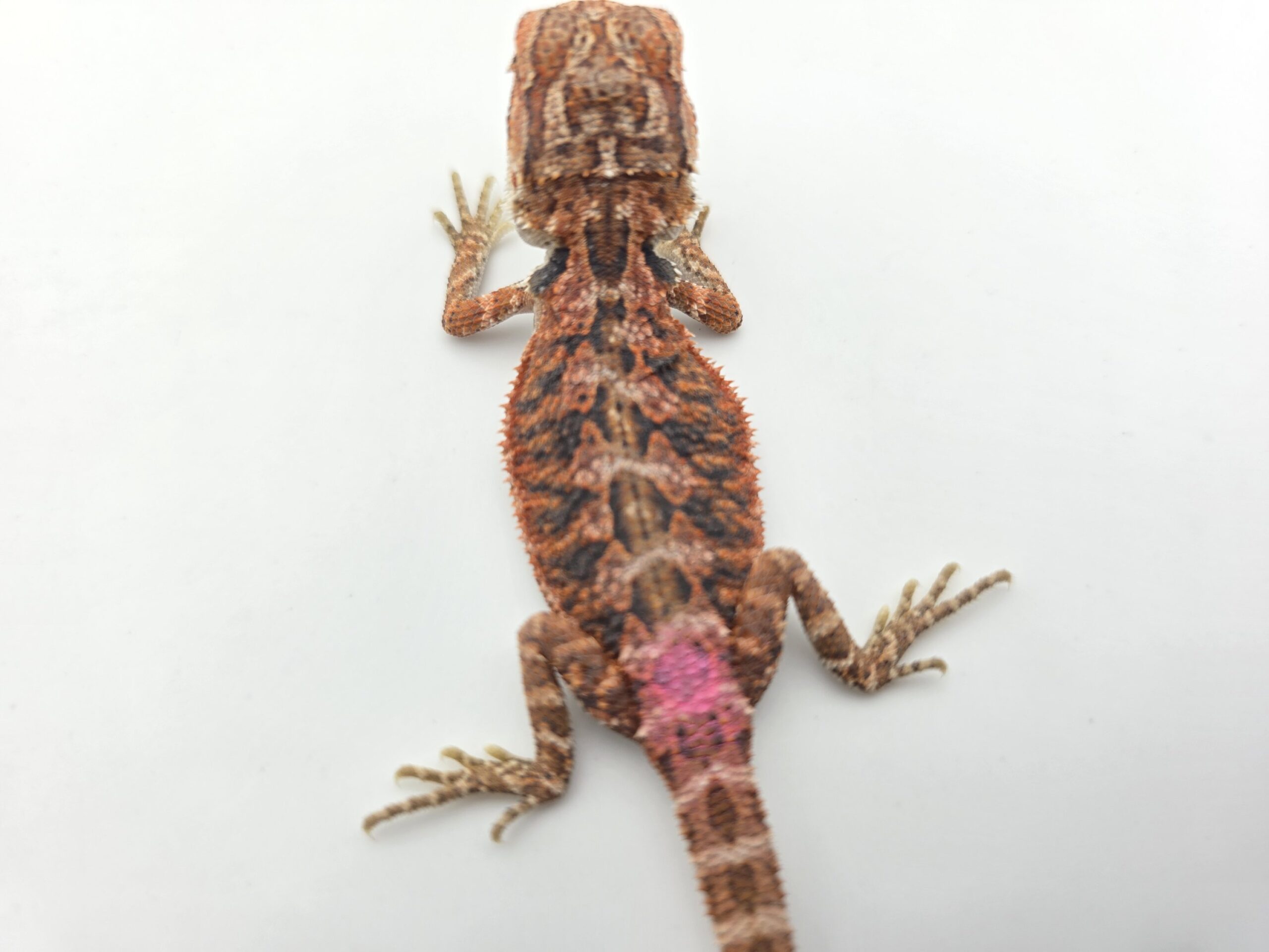 Pogona vitticeps "Hypo extrême red orange blue tiger" insexé 2026 Nom/référence : BEDIK