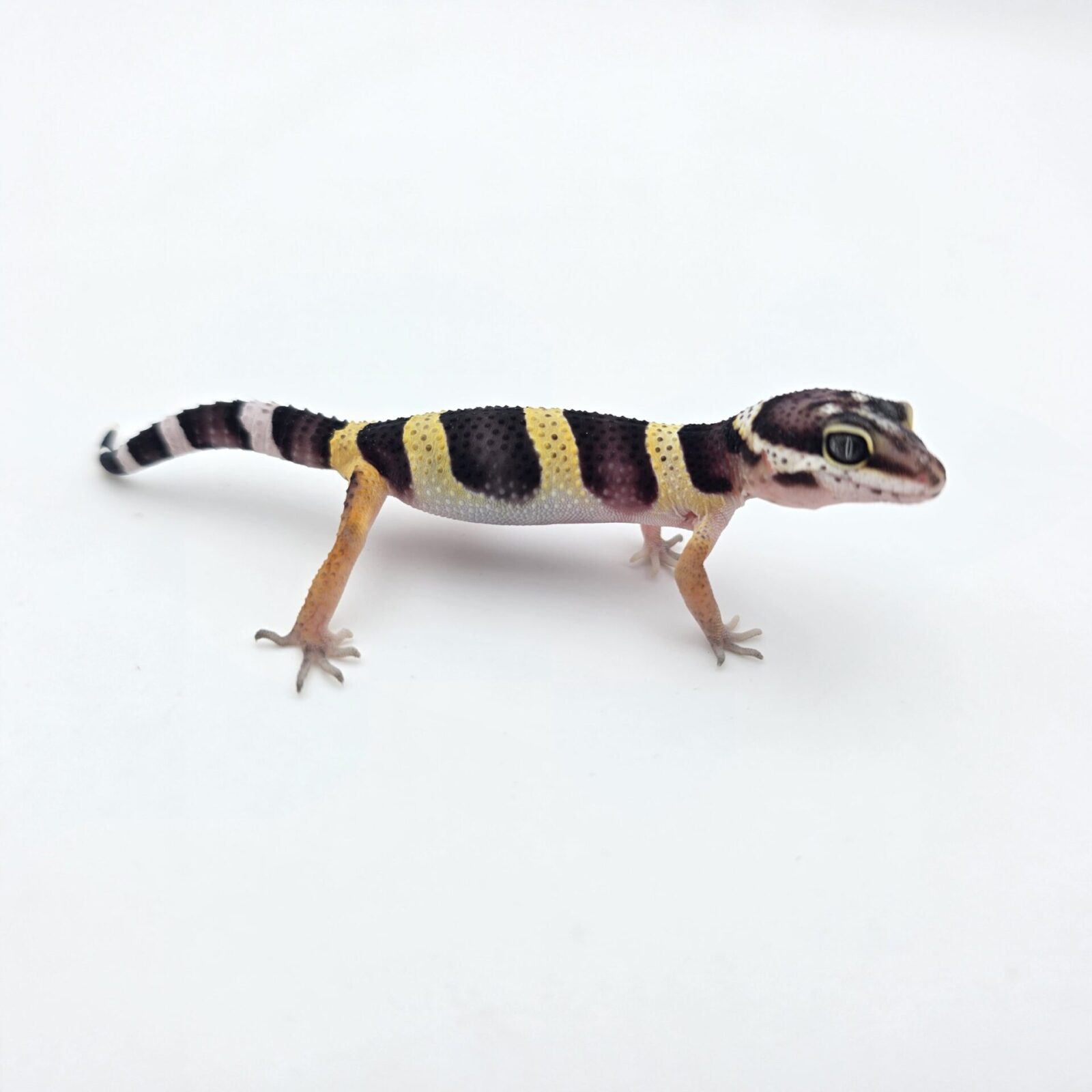 Eublepharis macularius "Black night" Présumé mâle 2026 Nom/référence : JUVINI