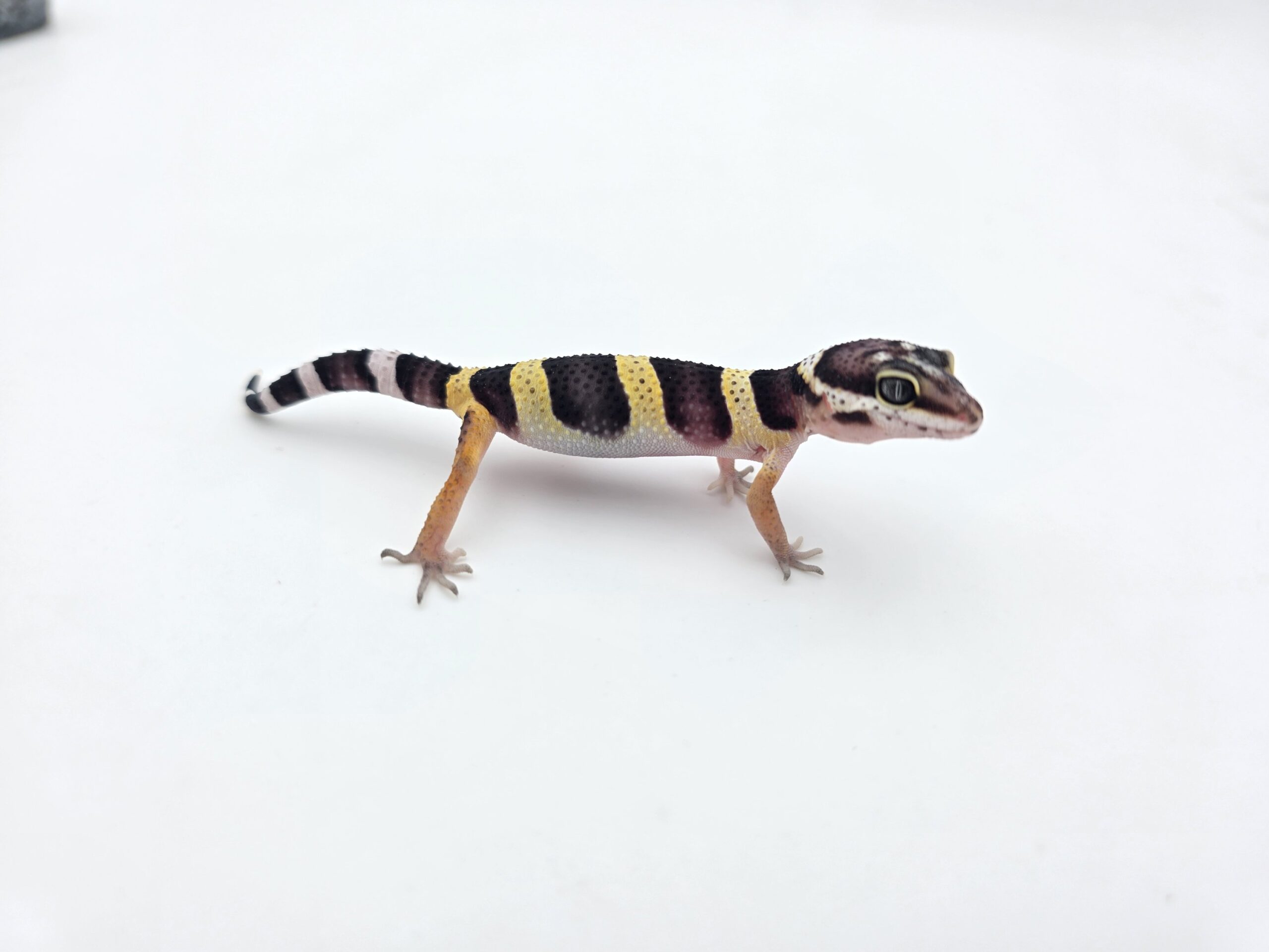 Eublepharis macularius "Black night" Présumé mâle 2026 Nom/référence : JUVINI