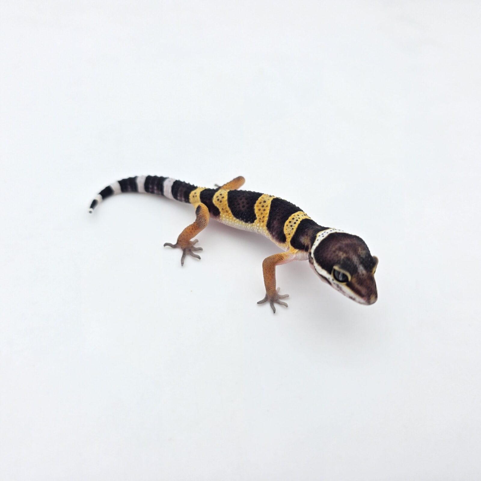 Eublepharis macularius "Black night" Présumé femelle 2026 Nom/référence : JUSILI