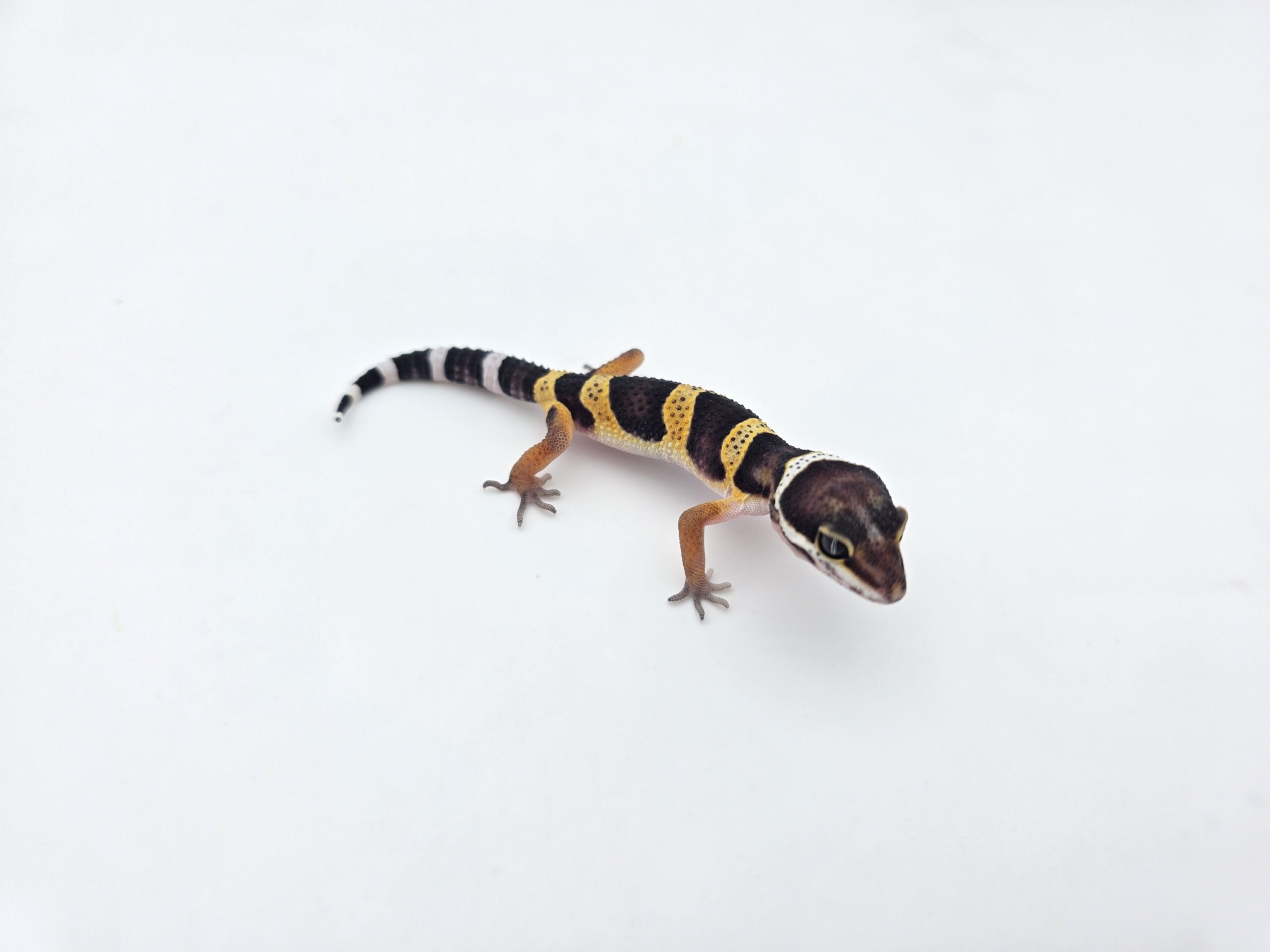 Eublepharis macularius "Black night" Présumé femelle 2026 Nom/référence : JUSILI
