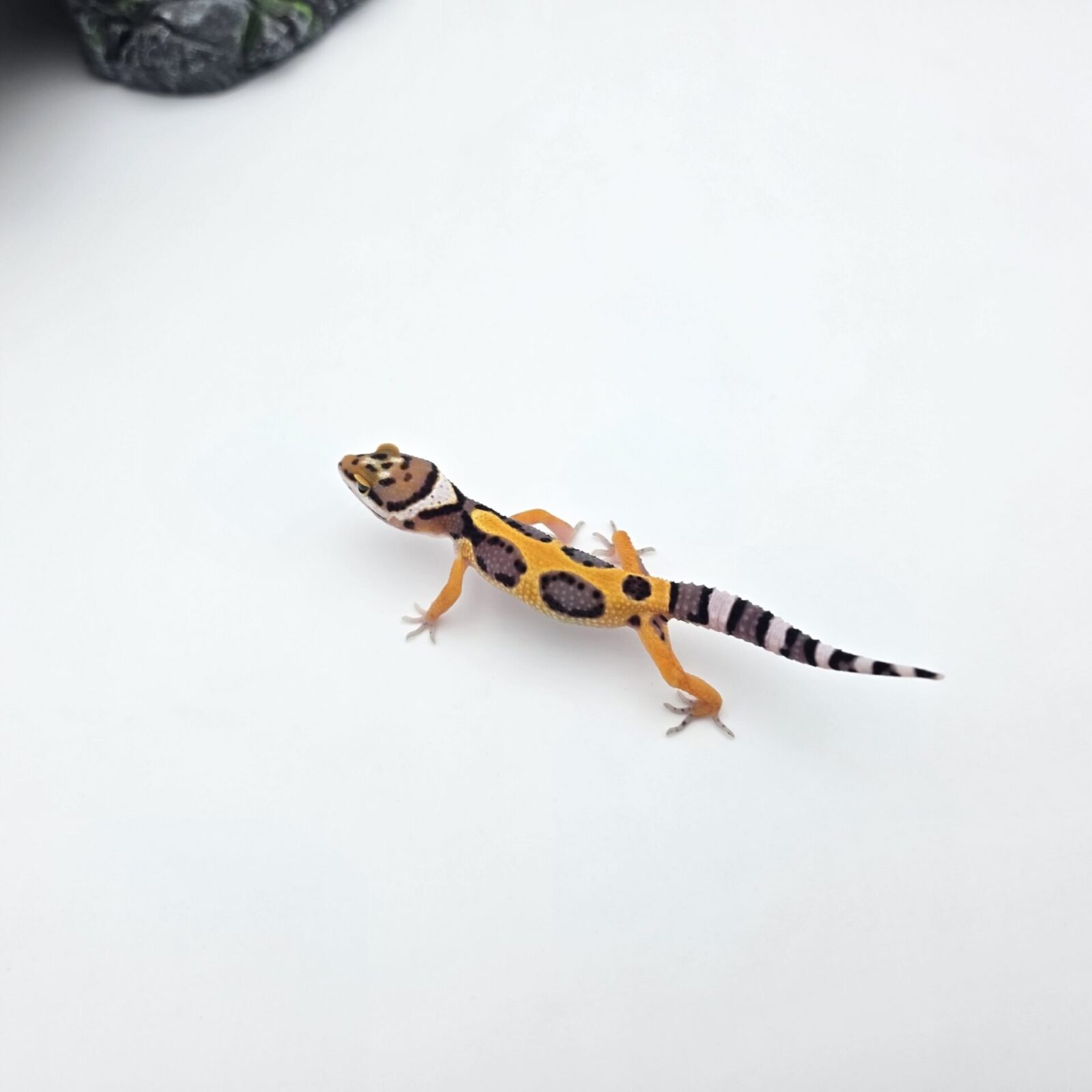 Eublepharis macularius "Bandit bold stripe electric tangerine (poss lavender halloween) 50% het.bell, eclipse, tremper" Femelle 2026 Nom/référence : JUBINI
