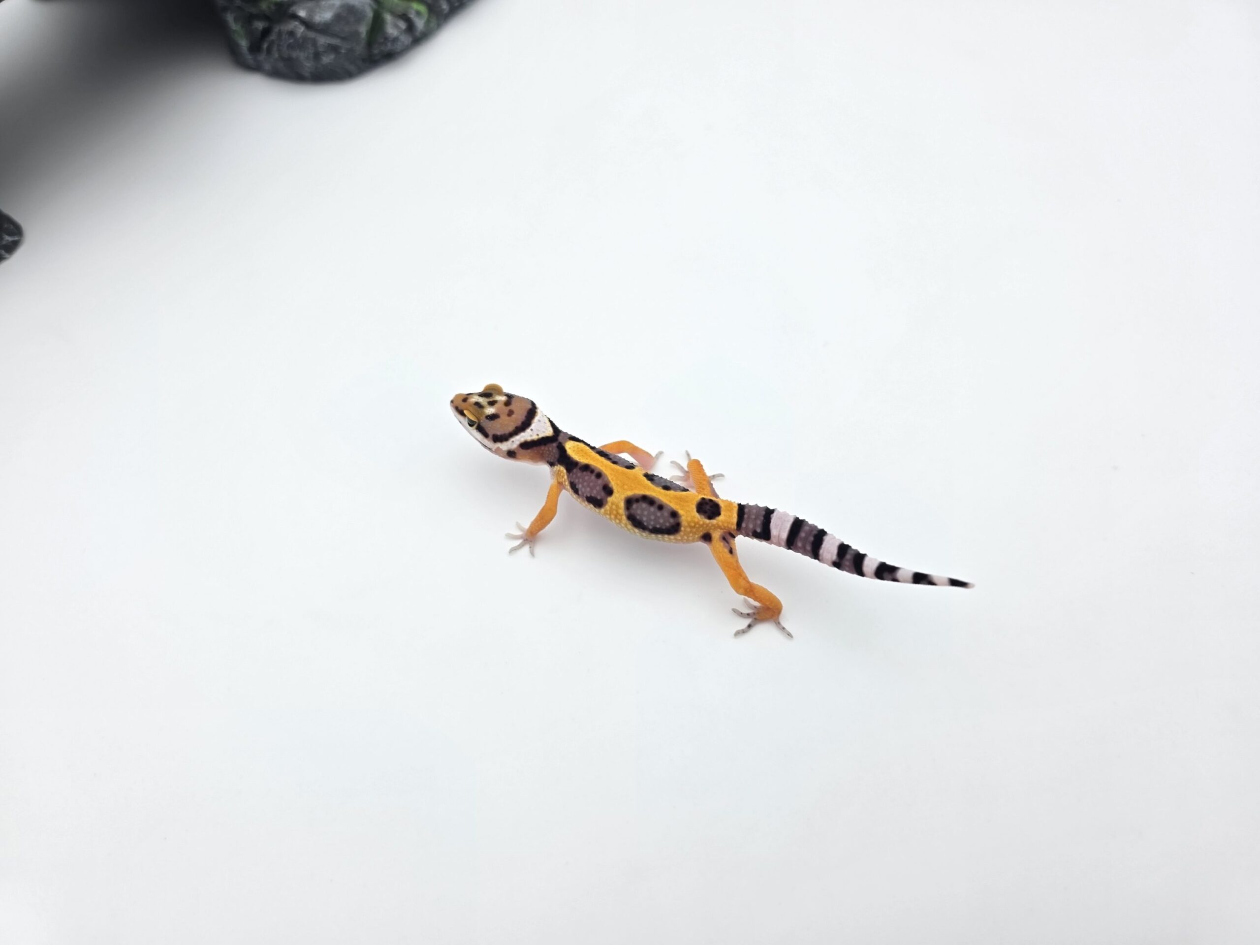 Eublepharis macularius "Bandit bold stripe electric tangerine (poss lavender halloween) 50% het.bell, eclipse, tremper" Femelle 2026 Nom/référence : JUBINI