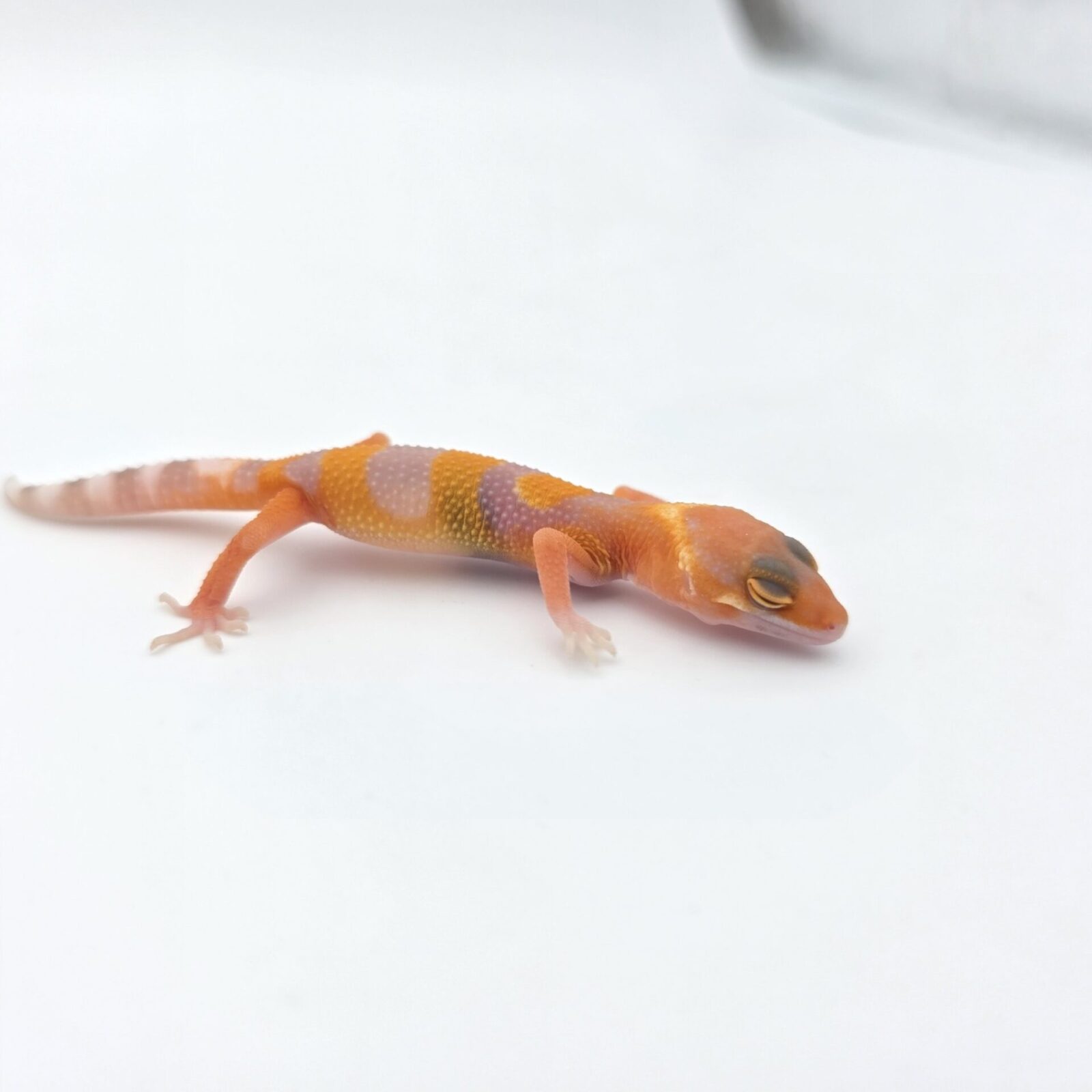 Eublepharis macularius "Mandarin sunglow bell (poss lavender) electric line" Mâle 2026 Nom/référence : BROWNI