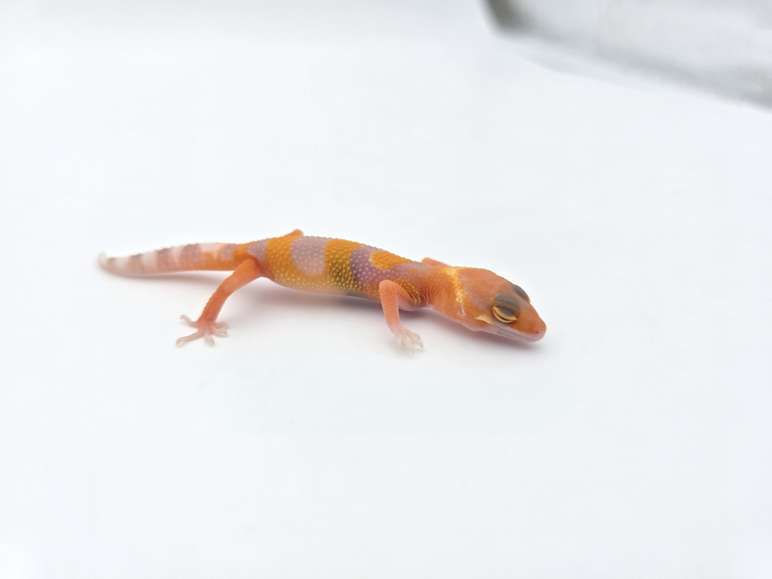 Eublepharis macularius "Mandarin sunglow bell (poss lavender) electric line" Mâle 2026 Nom/référence : BROWNI