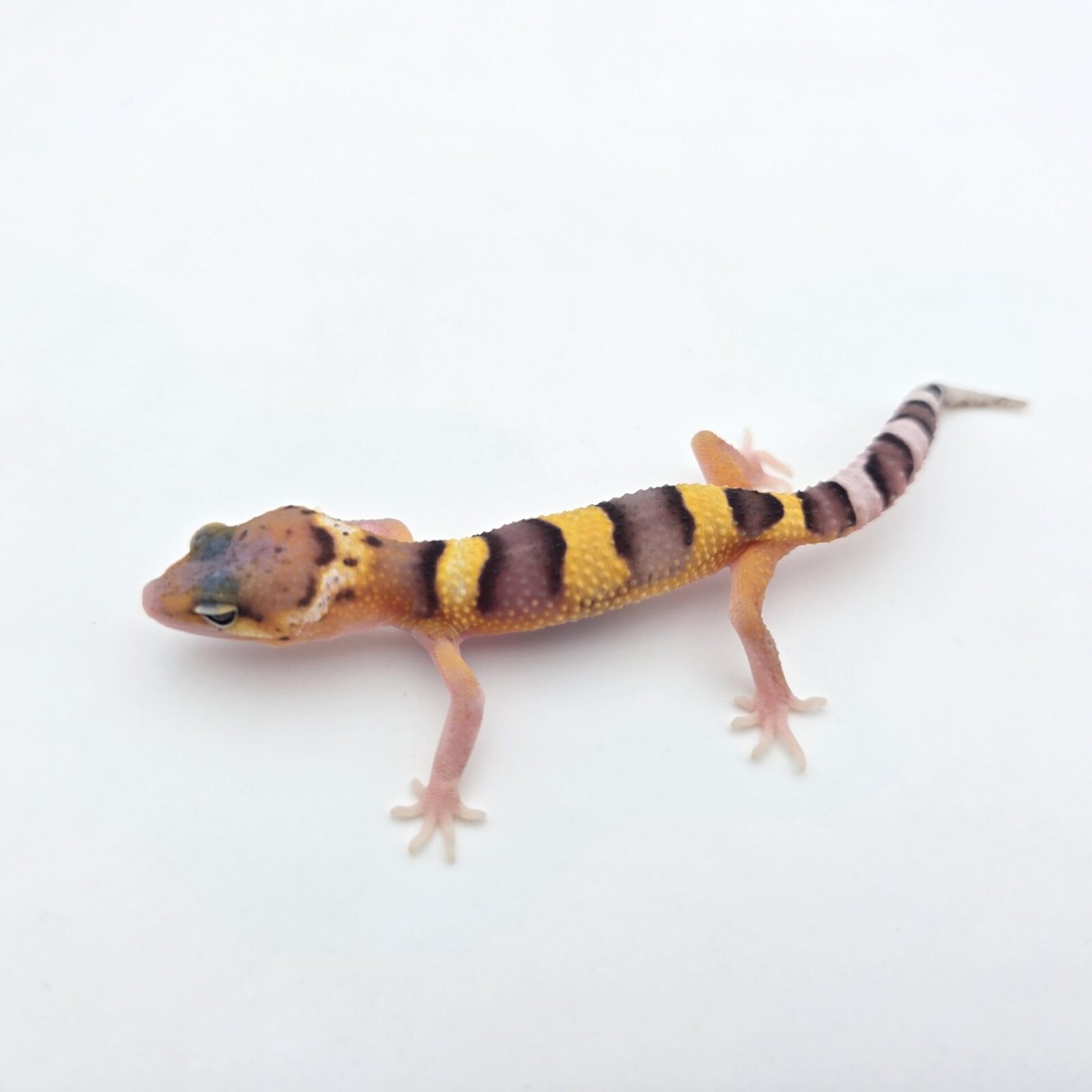Eublepharis macularius "Mack snow tangerine 100% het.blizzard, eclipse, tremper" Mâle 2026 Nom/référence : RETARDI