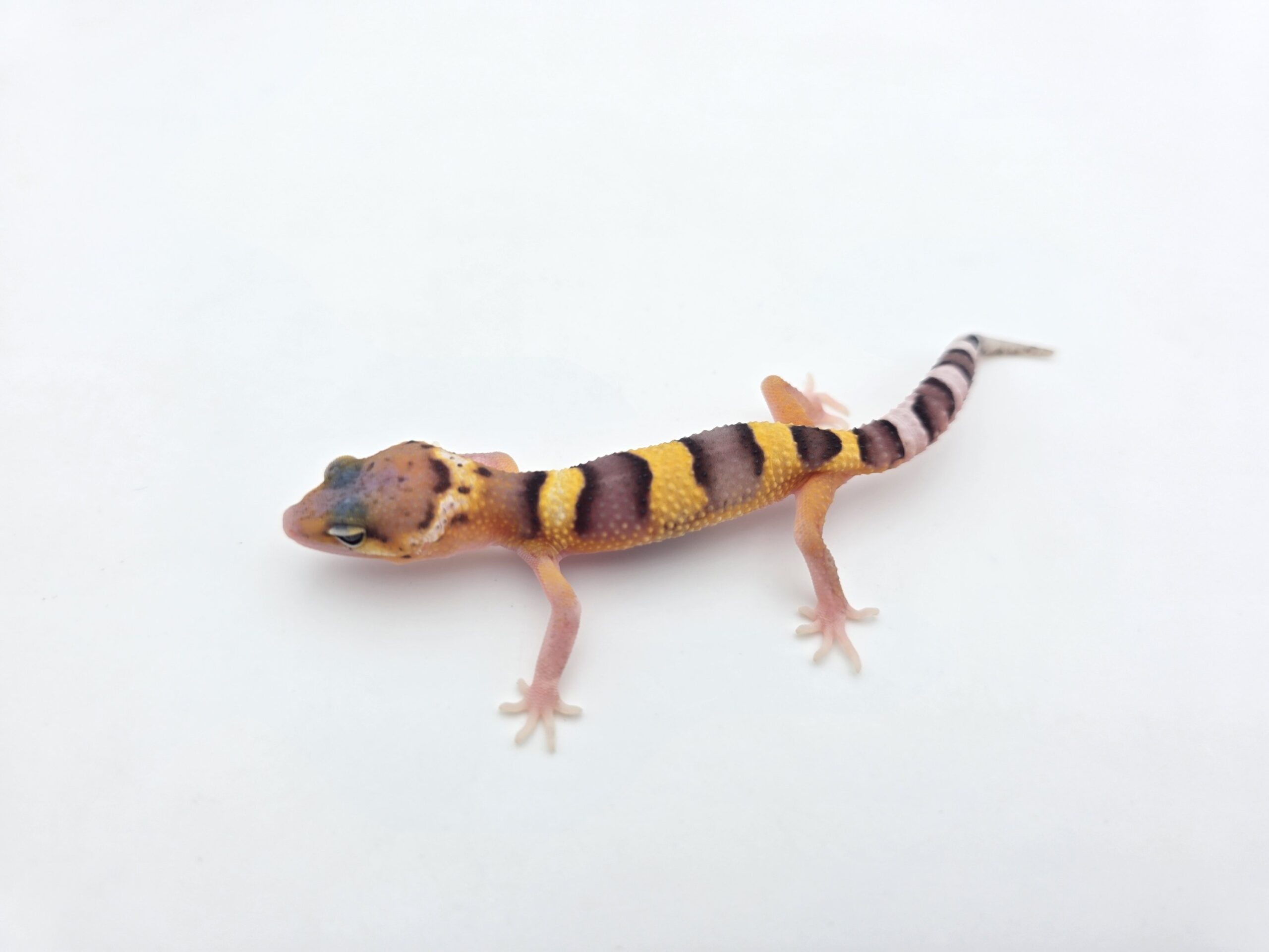 Eublepharis macularius "Mack snow tangerine 100% het.blizzard, eclipse, tremper" Mâle 2026 Nom/référence : RETARDI