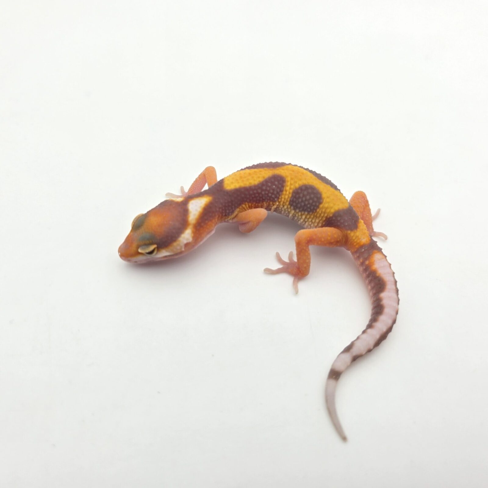 Eublepharis macularius "Bandit bold stripe jungle bell mandarin emerine lavender (poss mack snow, red stripe)" Mâle 2026 Nom/référence : BIALTI