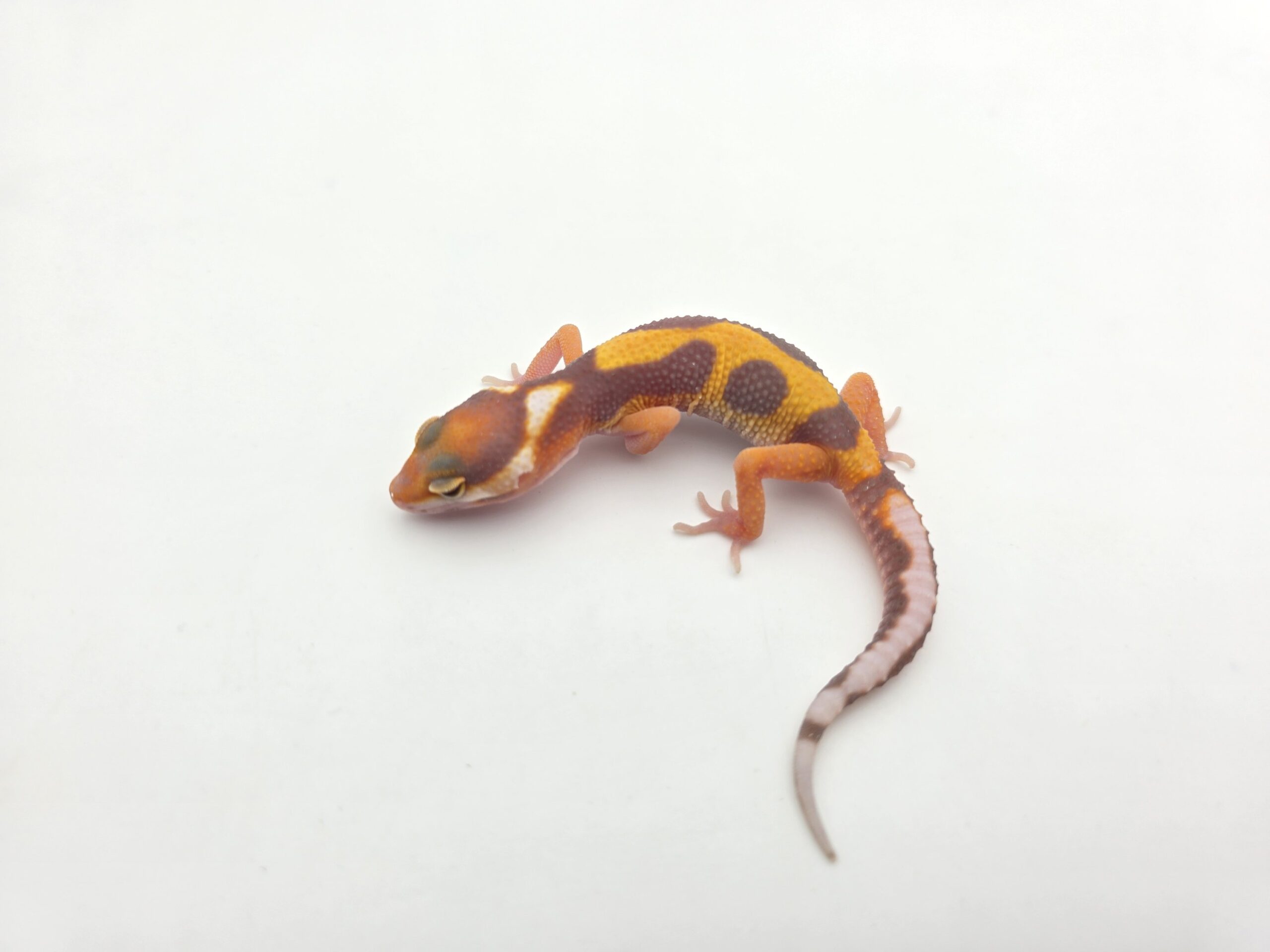 Eublepharis macularius "Bandit bold stripe jungle bell mandarin emerine lavender (poss mack snow, red stripe)" Mâle 2026 Nom/référence : BIALTI