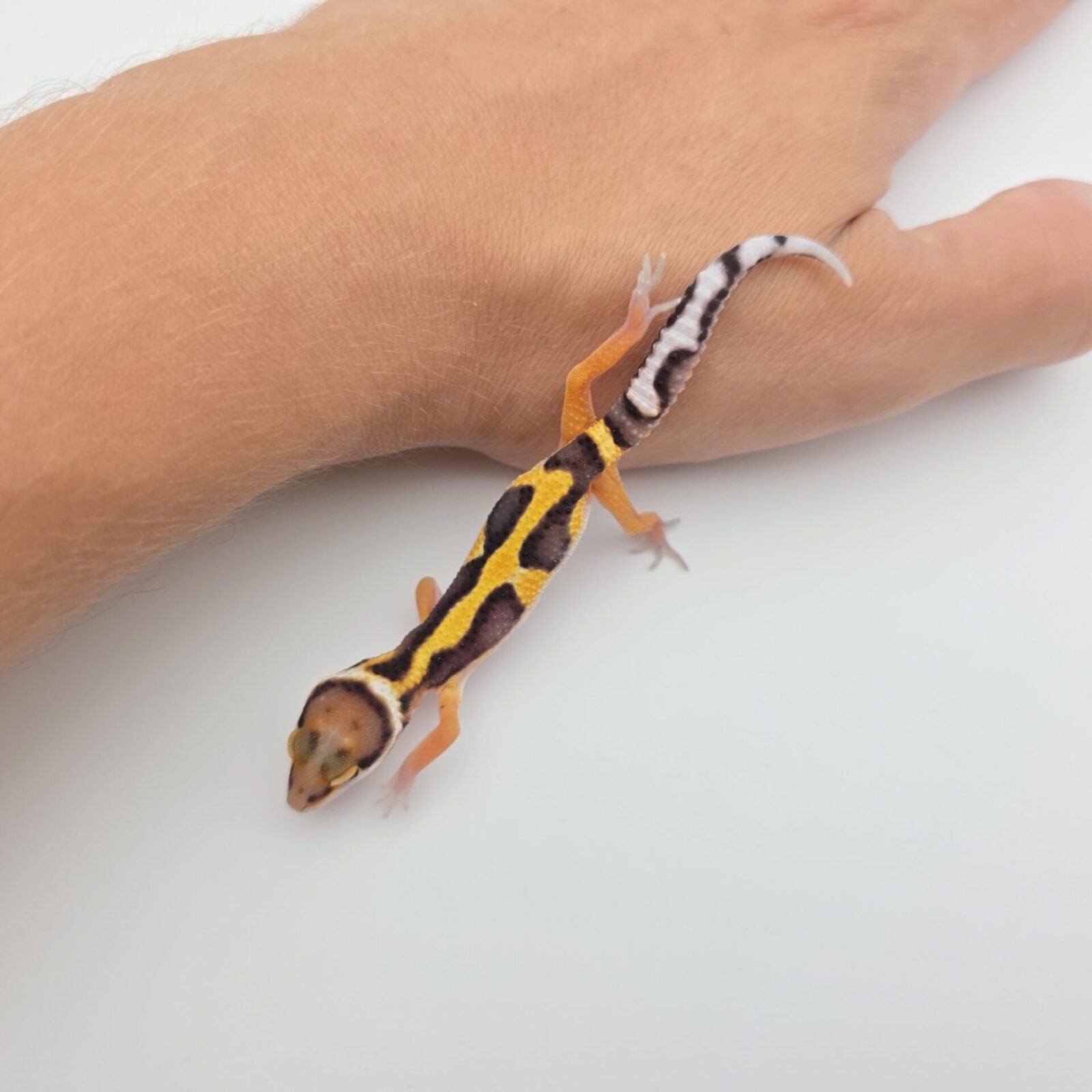 Eublepharis macularius "Bandit bold stripe tangerine 66% het.tremper" Présumé mâle 2026 Nom/référence : TOPONI