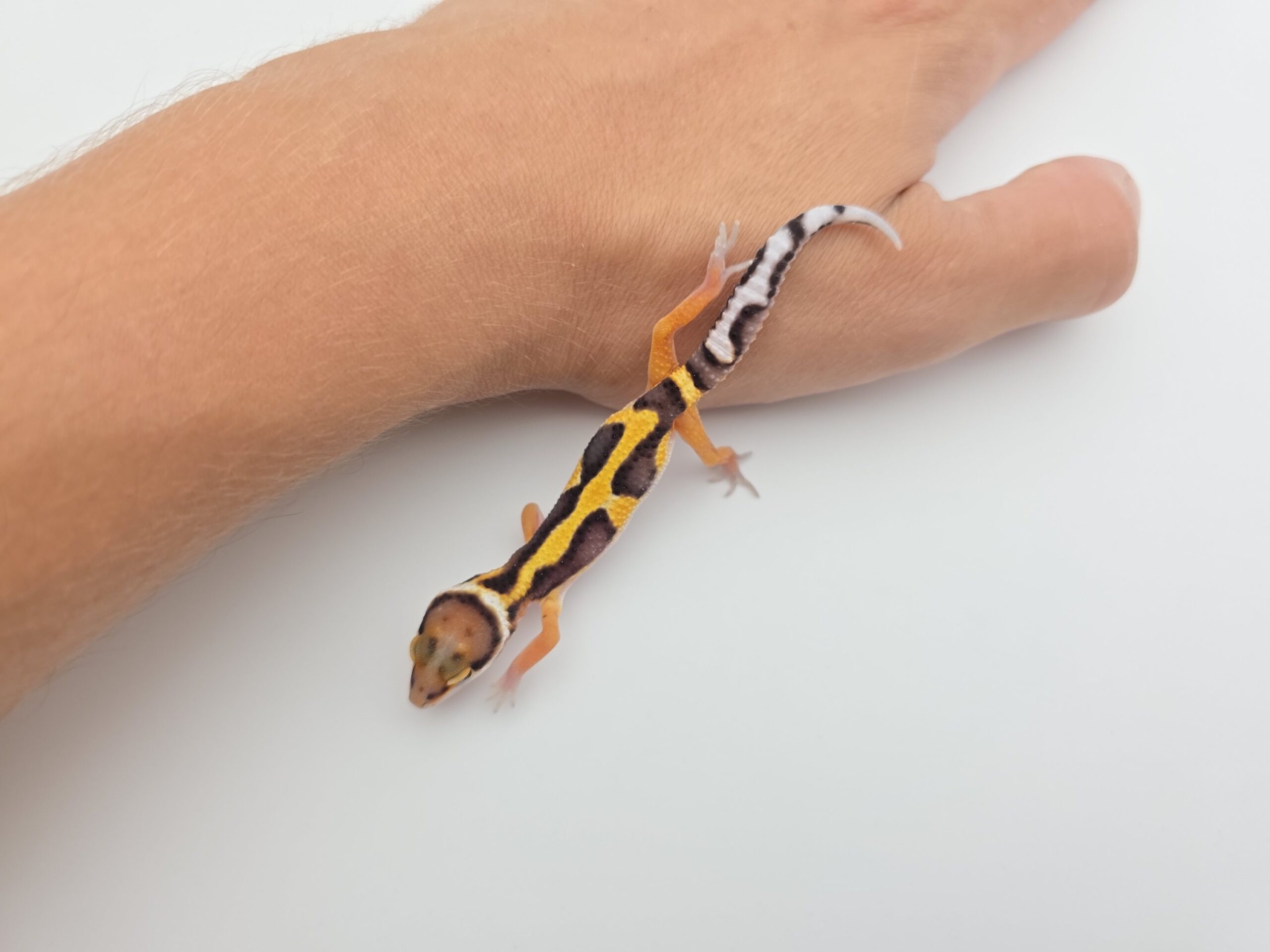 Eublepharis macularius "Bandit bold stripe tangerine 66% het.tremper" Présumé mâle 2026 Nom/référence : TOPONI