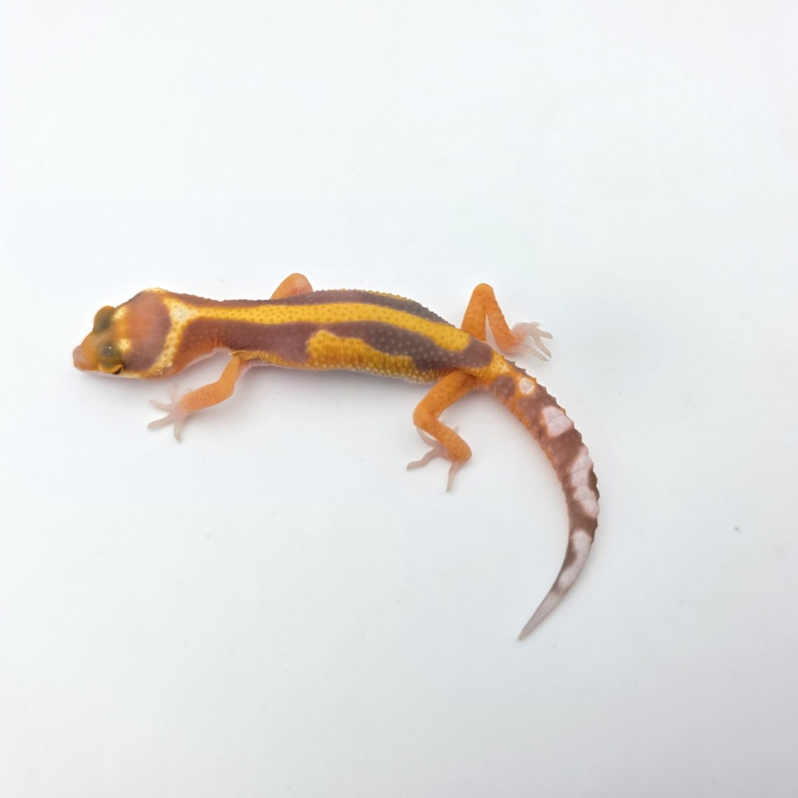 Eublepharis macularius "Mandarin emerine bold stripe reverse albinos (tremper)(poss.clown)" Présumé mâle 2026 Nom/référence : TODY