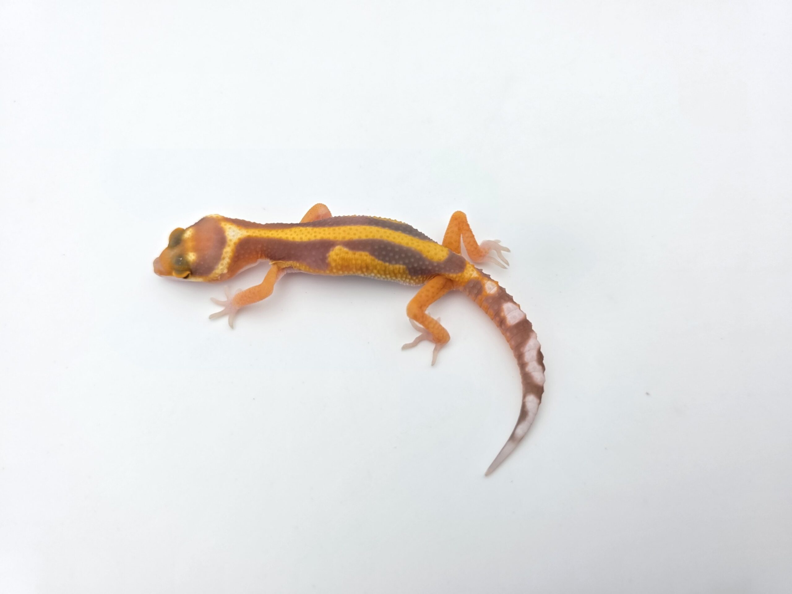 Eublepharis macularius "Mandarin emerine bold stripe reverse albinos (tremper)(poss.clown)" Présumé mâle 2026 Nom/référence : TODY