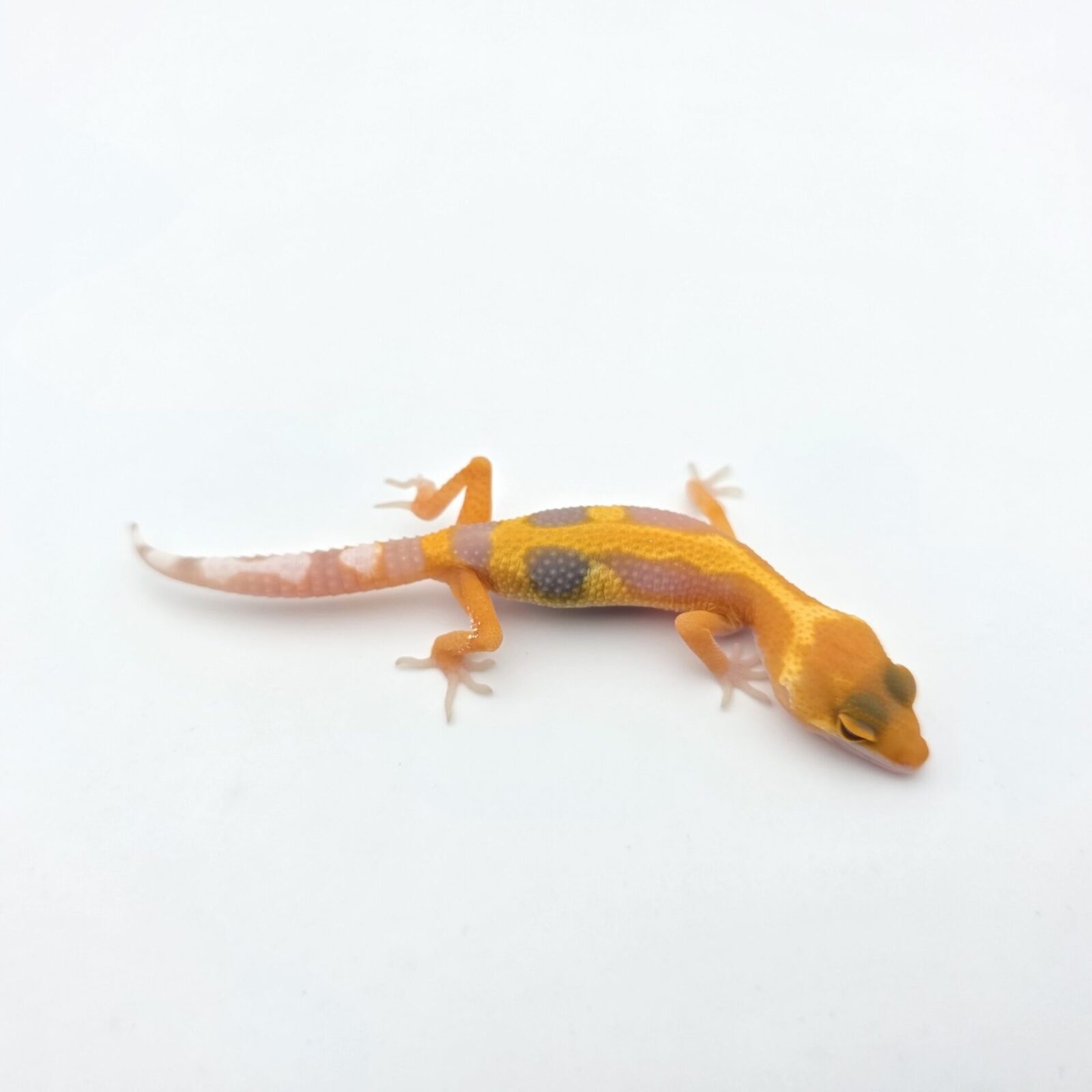 Eublepharis macularius "Sunglow electric bold stripe jungle (tremper)" Présumé femelle 2026 Nom/référence : TIMINI