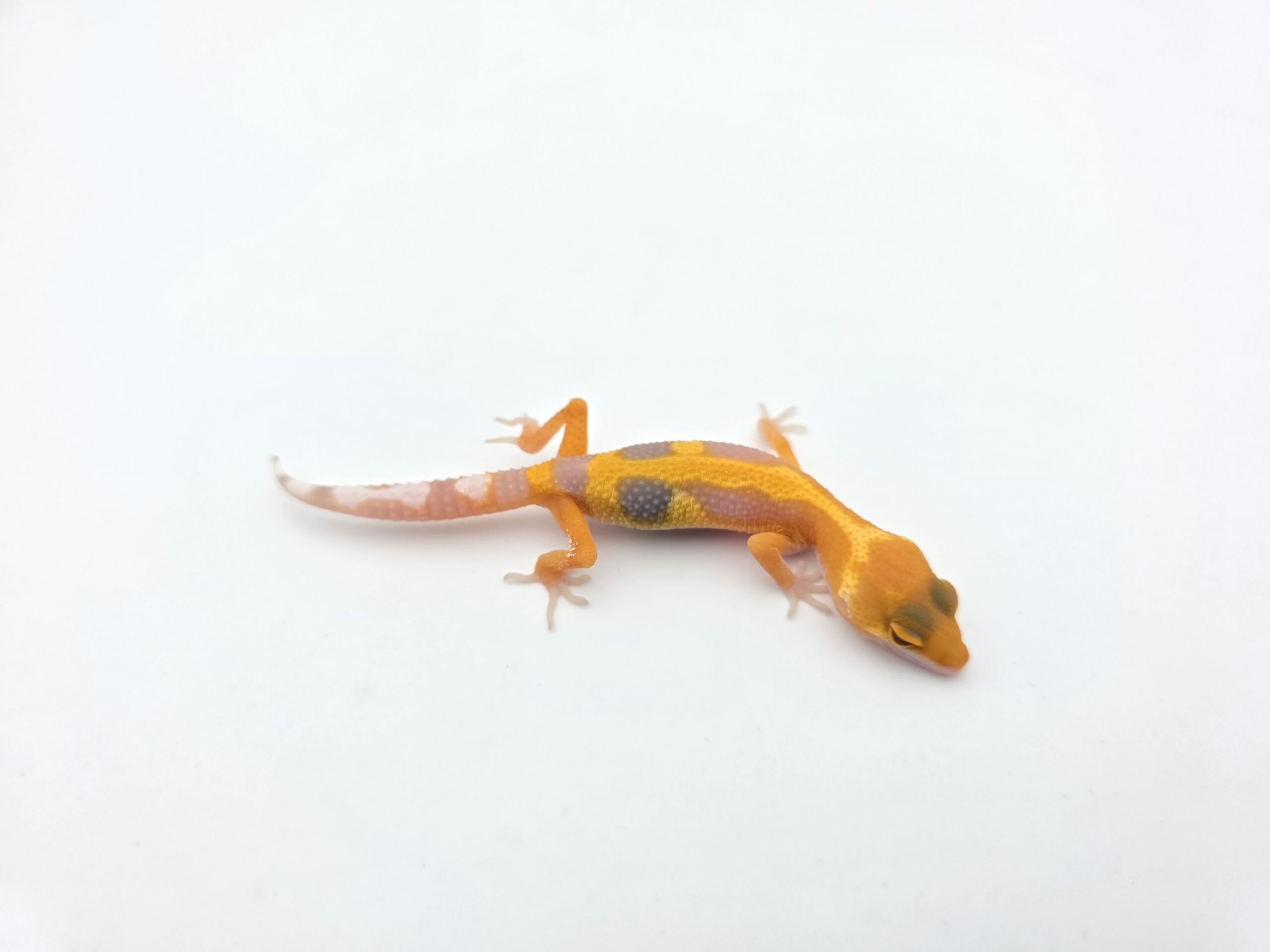 Eublepharis macularius "Sunglow electric bold stripe jungle (tremper)" Présumé femelle 2026 Nom/référence : TIMINI