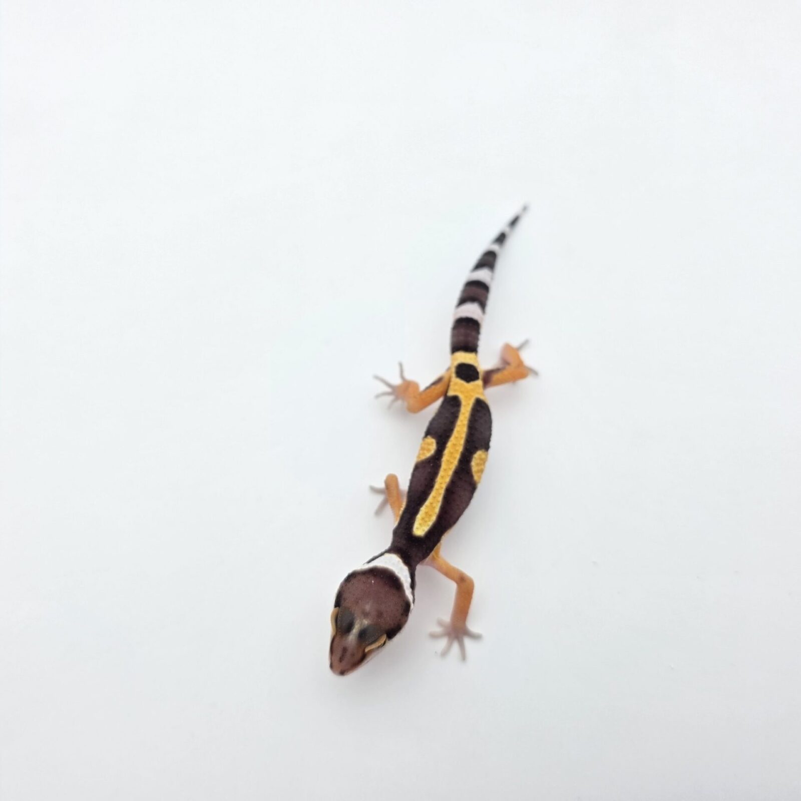 Eublepharis macularius "Bandit bold stripe electric tangerine (poss lavender) 50% het.tremper" Présumé mâle 2026 Nom/référence : JURIVILI