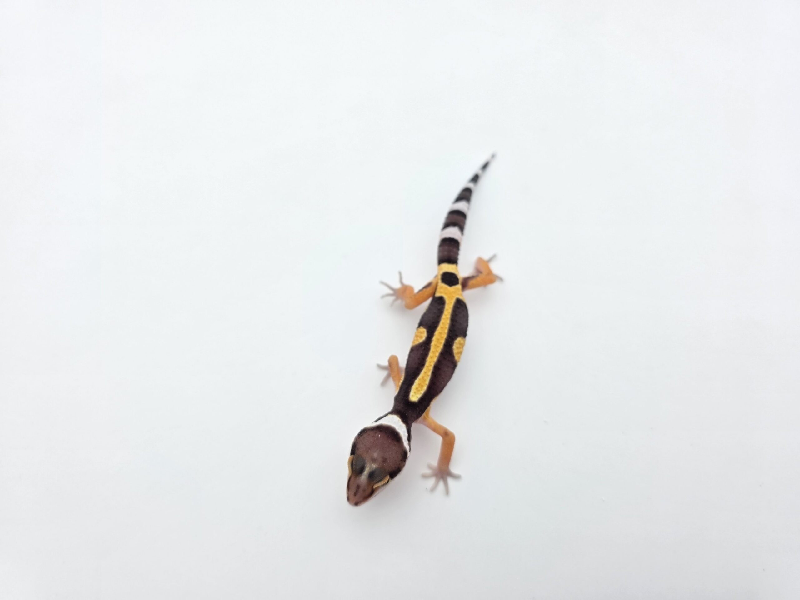 Eublepharis macularius "Bandit bold stripe electric tangerine (poss lavender) 50% het.tremper" Présumé mâle 2026 Nom/référence : JURIVILI