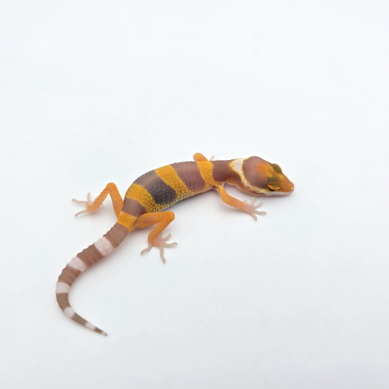 Eublepharis macularius "Bandit electric/mandarin lavender sunglow (bell)" Présumé mâle 2026 Nom/référence : CHEPANY