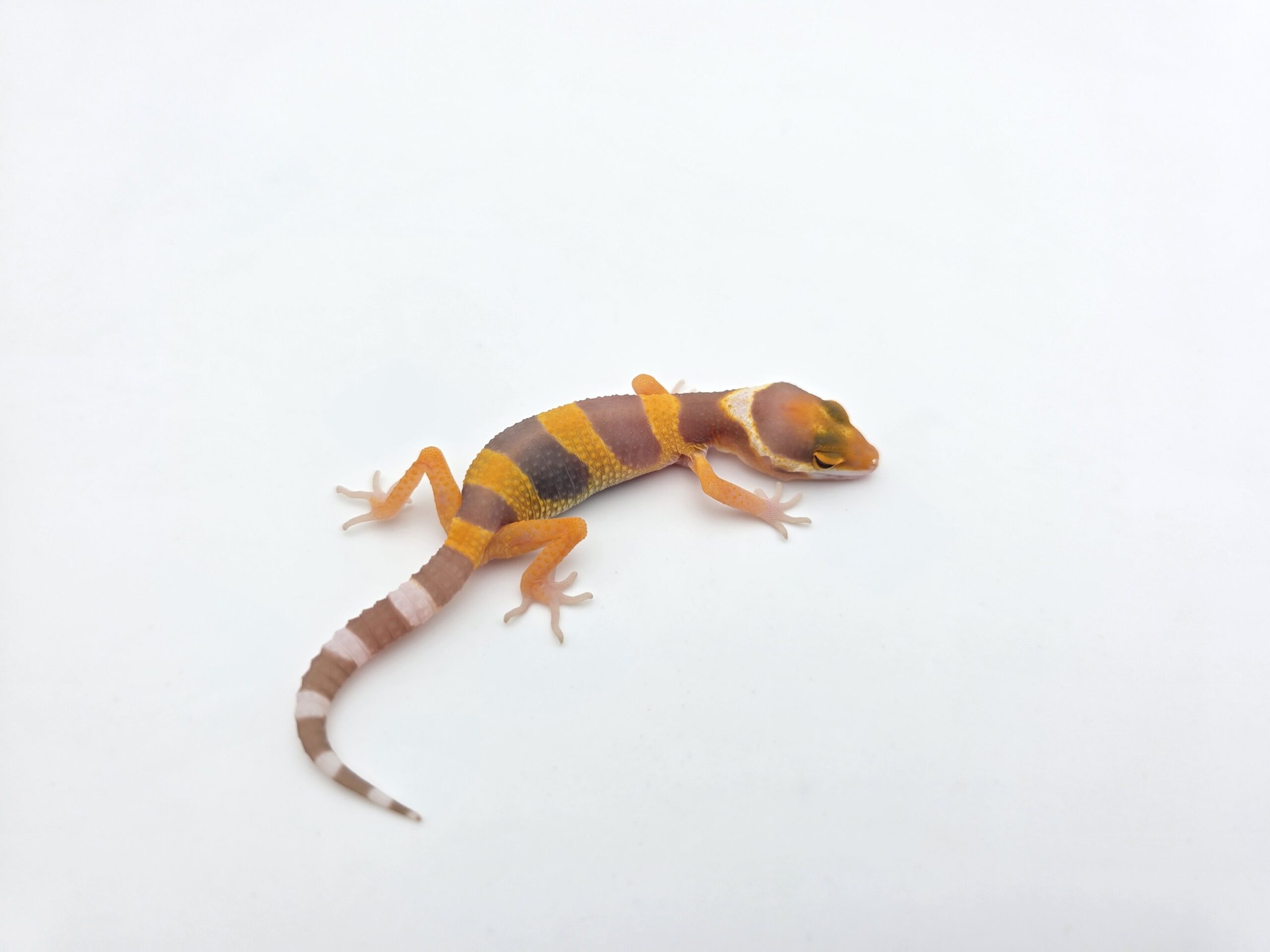 Eublepharis macularius "Bandit electric/mandarin lavender sunglow (bell)" Présumé mâle 2026 Nom/référence : CHEPANY