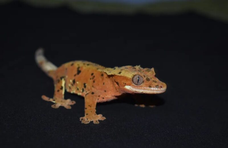 Correlophus ciliatus "Super dalmatien red " Femelle 2024 Nom/référence : PERLE