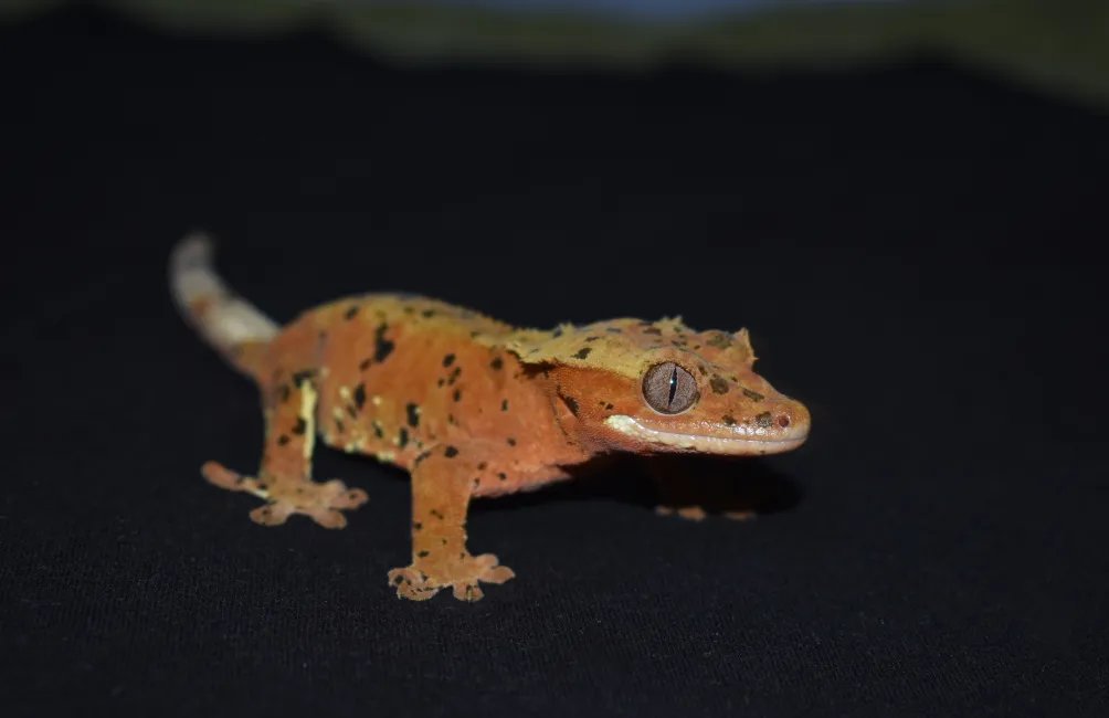 Correlophus ciliatus "Super dalmatien red " Femelle 2024 Nom/référence : PERLE