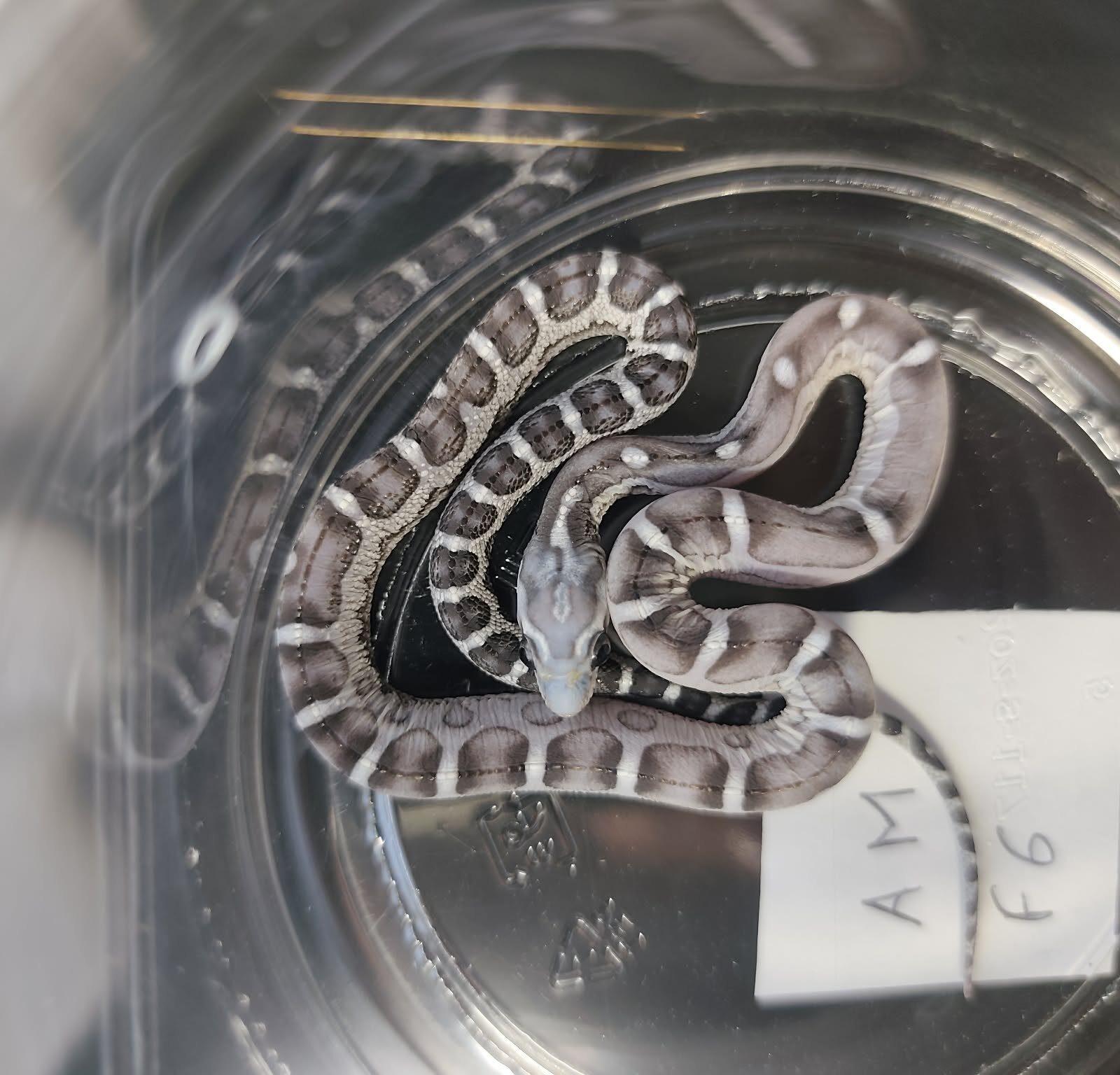 Pantherophis guttatus sp scaleless "Scaleless anery 50% het.hypo" Femelle 2026 Nom : RUGINA