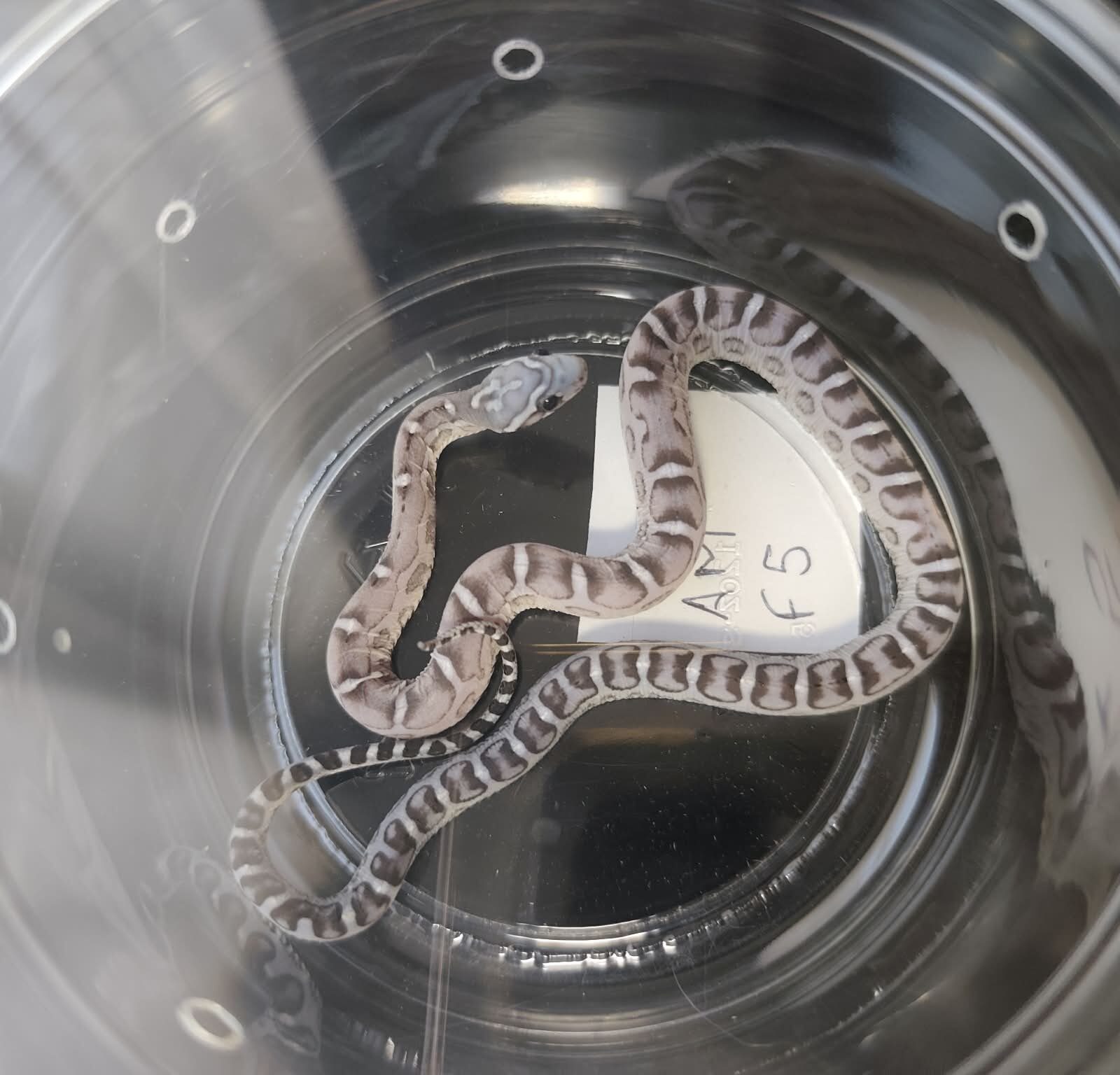 Pantherophis guttatus sp scaleless "Scaleless anery 50% het.hypo" Femelle 2026 Nom : FRUTINA