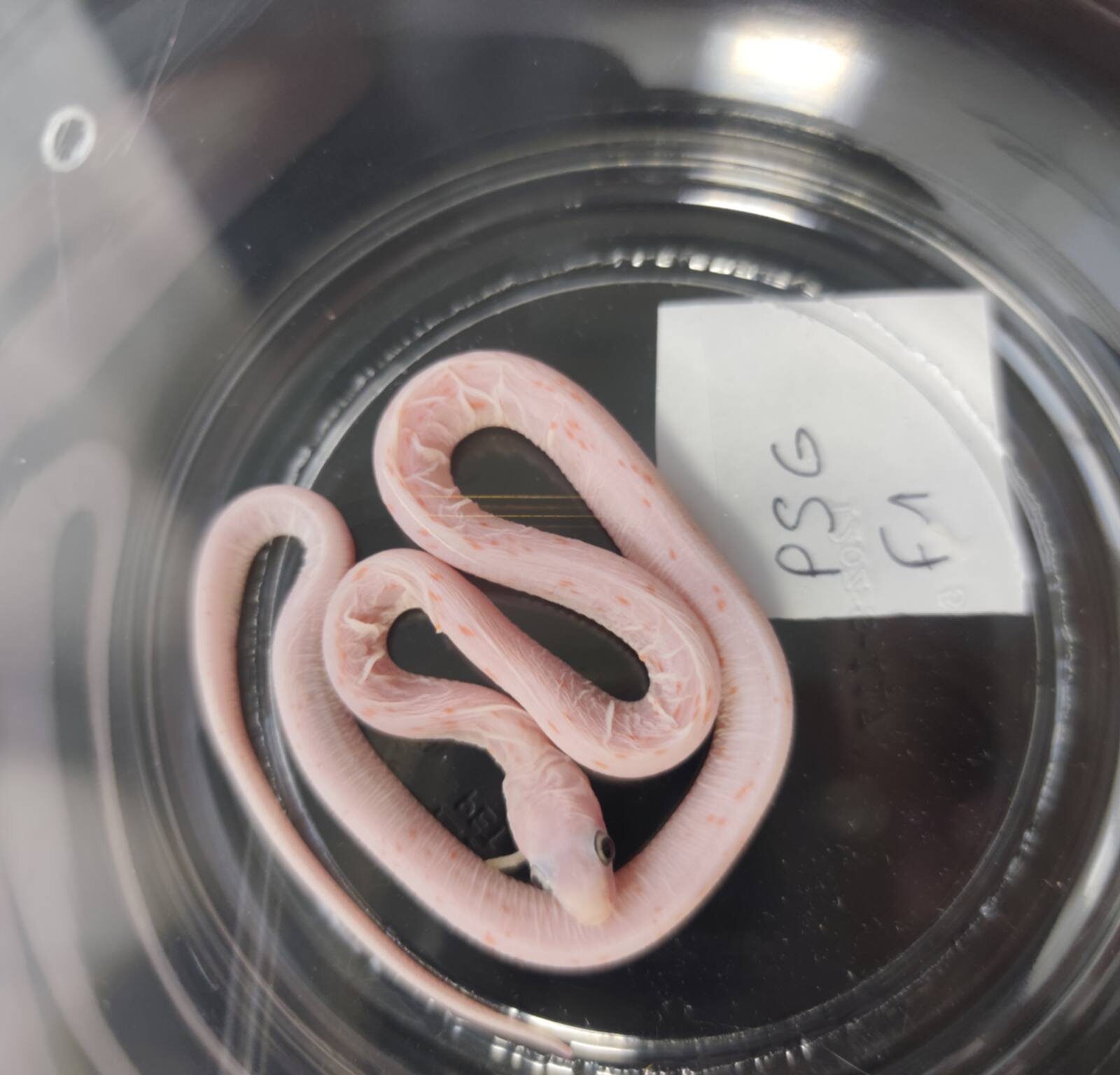 Pantherophis guttatus sp scaleless "Scaleless palmetto 100% het.anery, hypo" Femelle 2026 Nom : GRAVINA