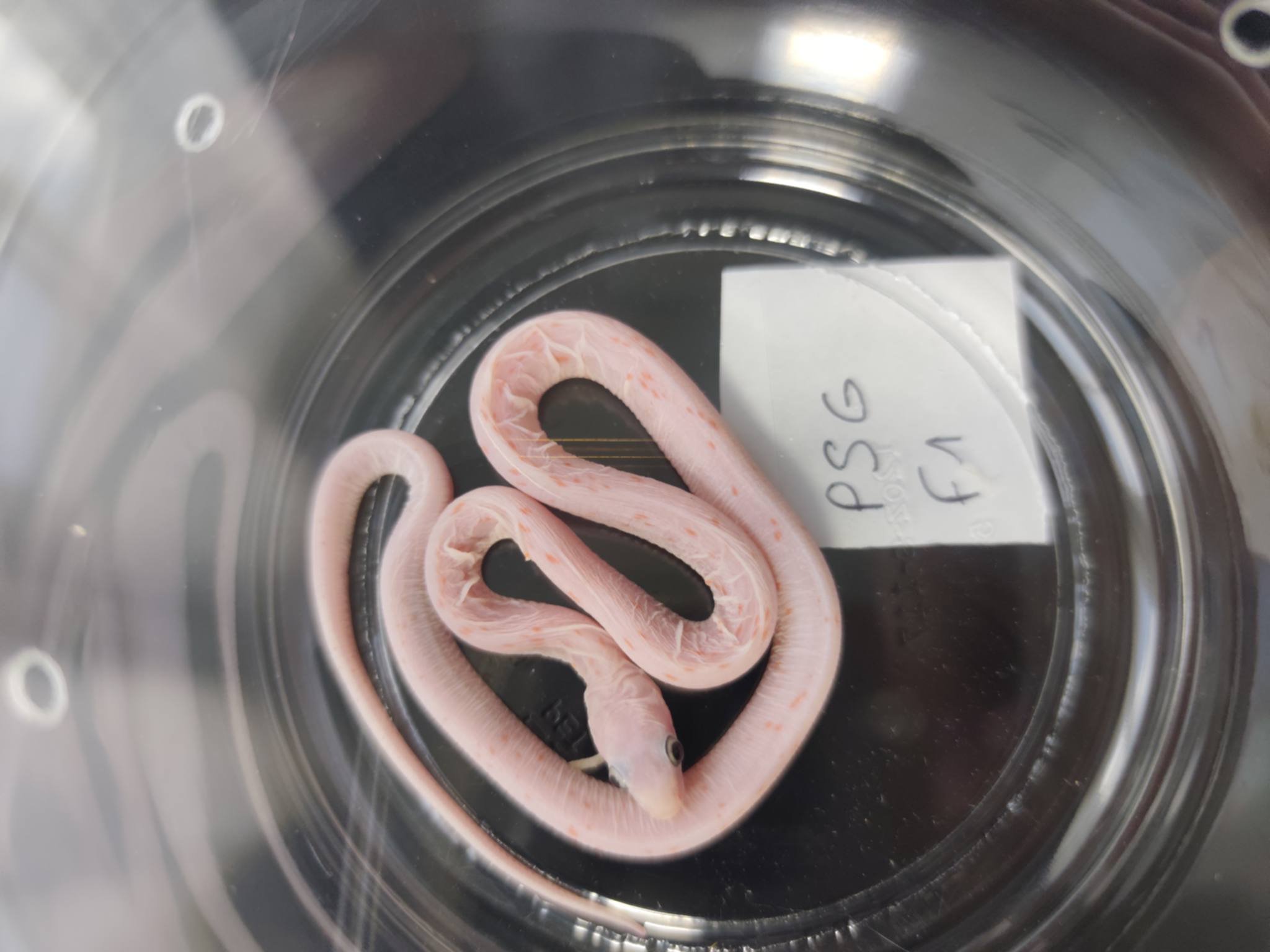 Pantherophis guttatus sp scaleless "Scaleless palmetto 100% het.anery, hypo" Femelle 2026 Nom : GRAVINA