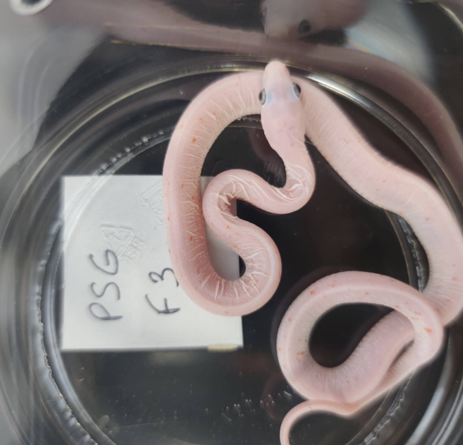 Pantherophis guttatus sp scaleless "Scaleless palmetto 100% het.anery, hypo" Femelle 2026 Nom : VLADINIA