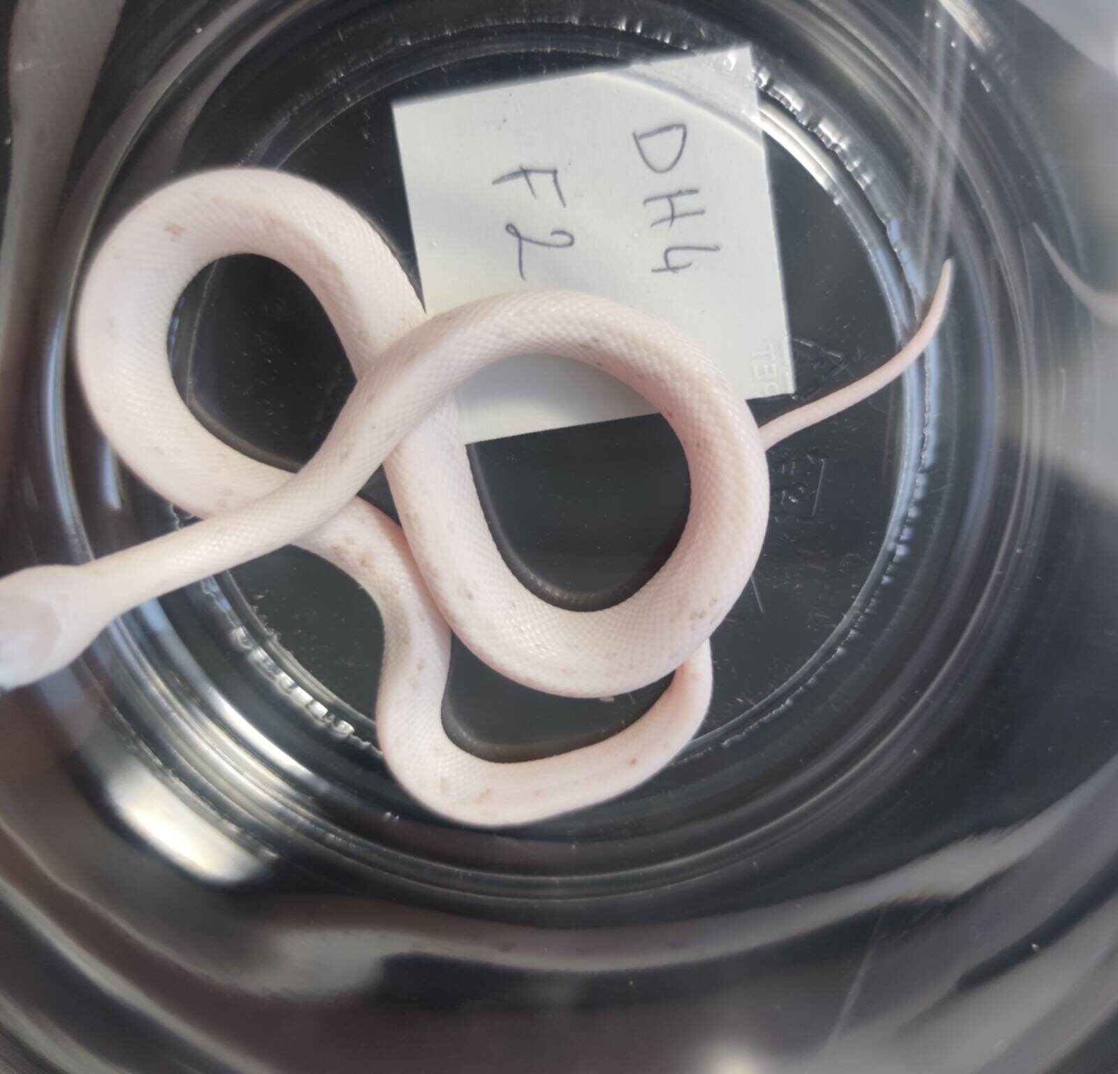 Pantherophis guttatus sp scaleless "Palmetto ghost 66% het.scaleless" Femelle 2026 Nom : ZARTIA