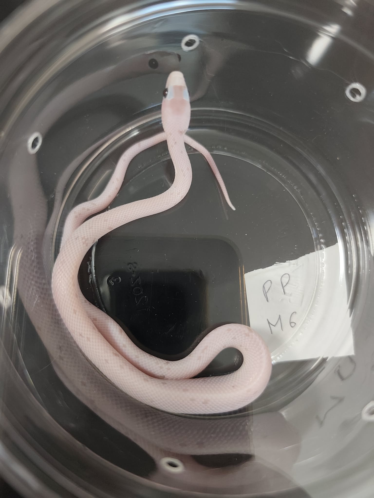 Pantherophis guttatus "Palmetto charcoal 50% het.hypo" Mâle 2026 Nom : MIPOTIO