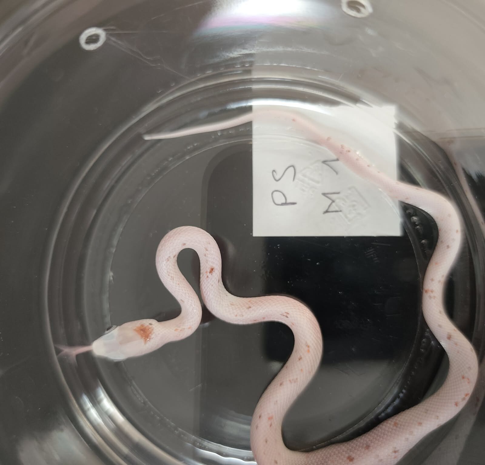 Pantherophis guttatus "Palmetto 66% het.charcoal 50% het.hypo" Mâle 2026 Nom : CLARINO