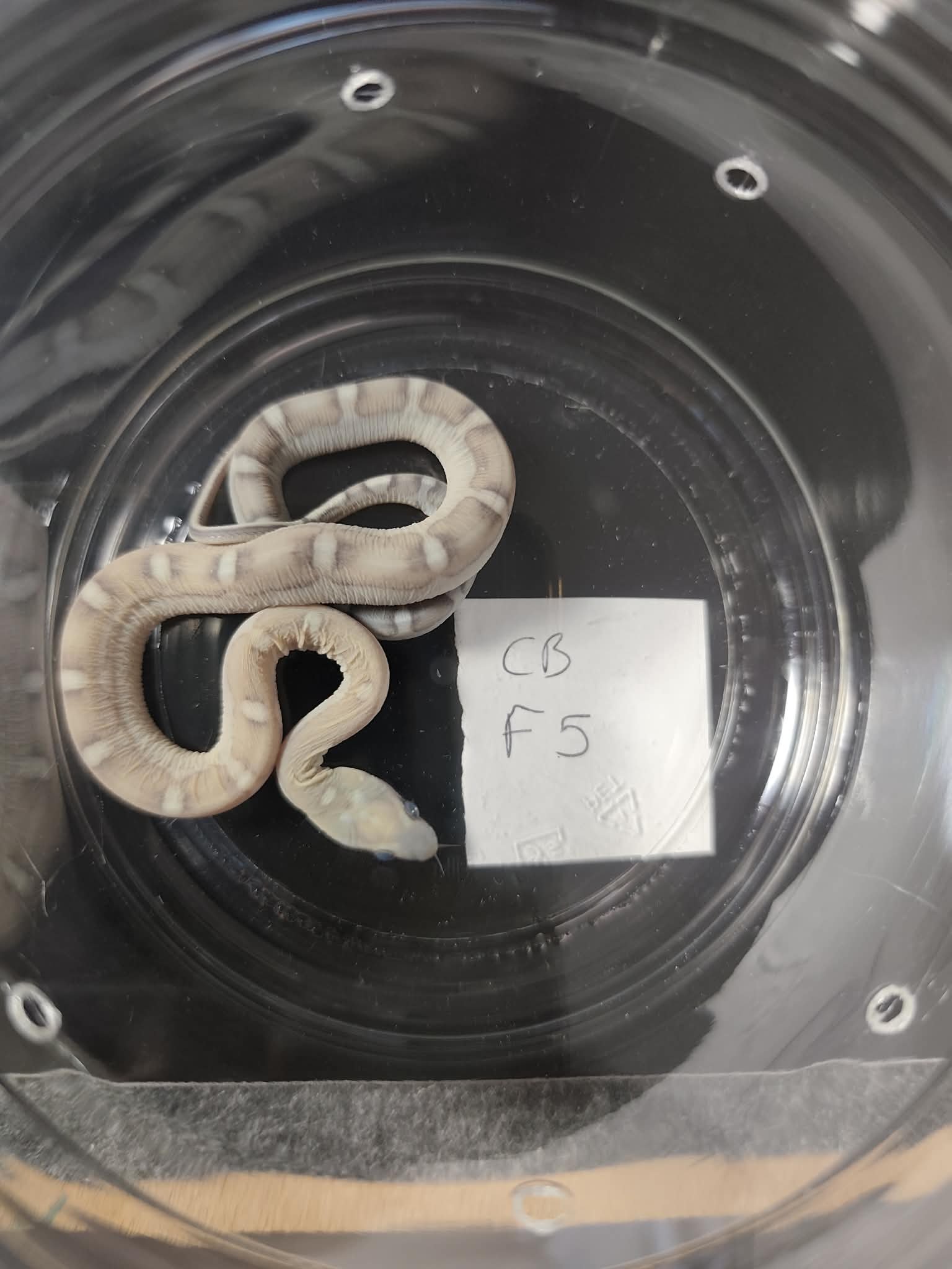Pantherophis guttatus sp scaleless "Scaleless caramel motley 100% het.albinos sunkissed" Femelle 2026 Nom : LUNIA