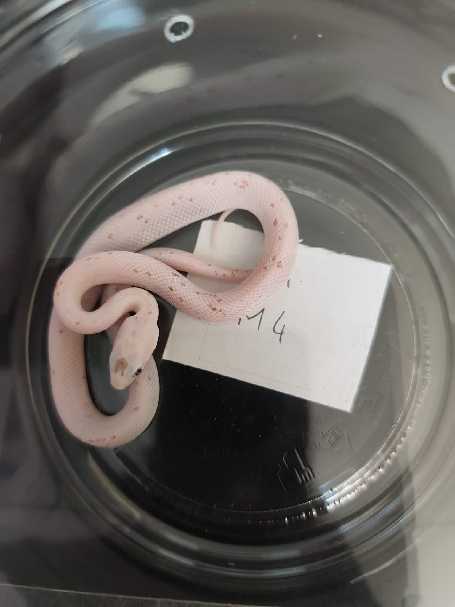 Pantherophis guttatus "Palmetto 100% het.anery" Mâle 2026 Nom : LIONIO