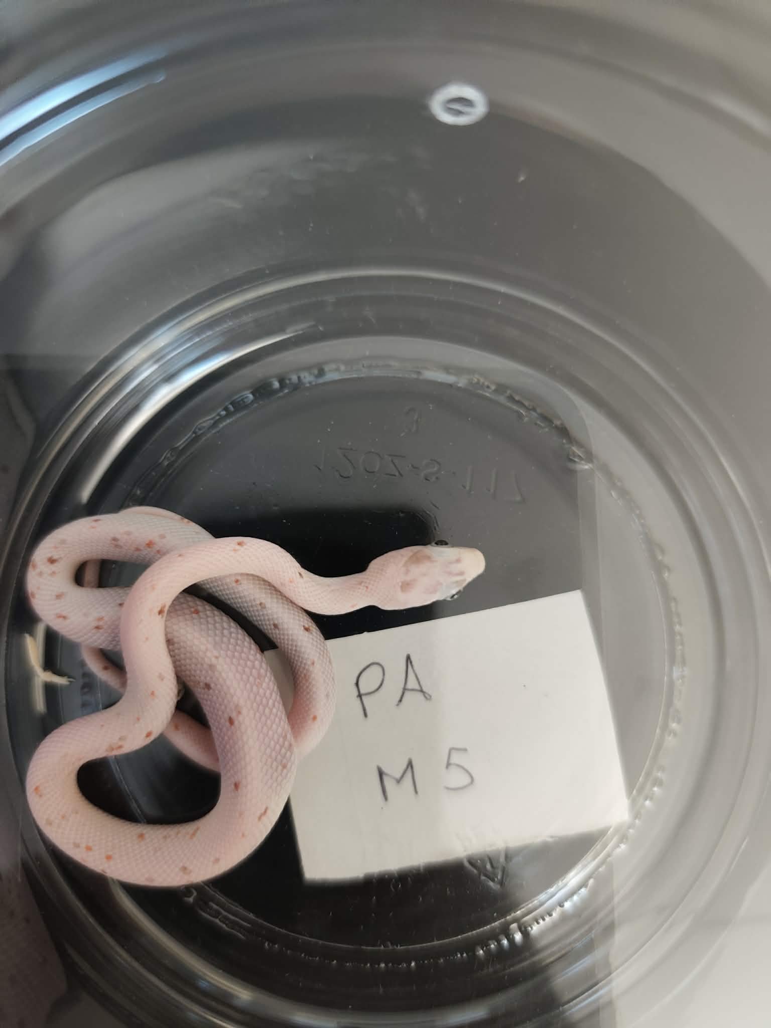 Pantherophis guttatus "Palmetto 100% het.anery" Mâle 2026 Nom : FITOLO