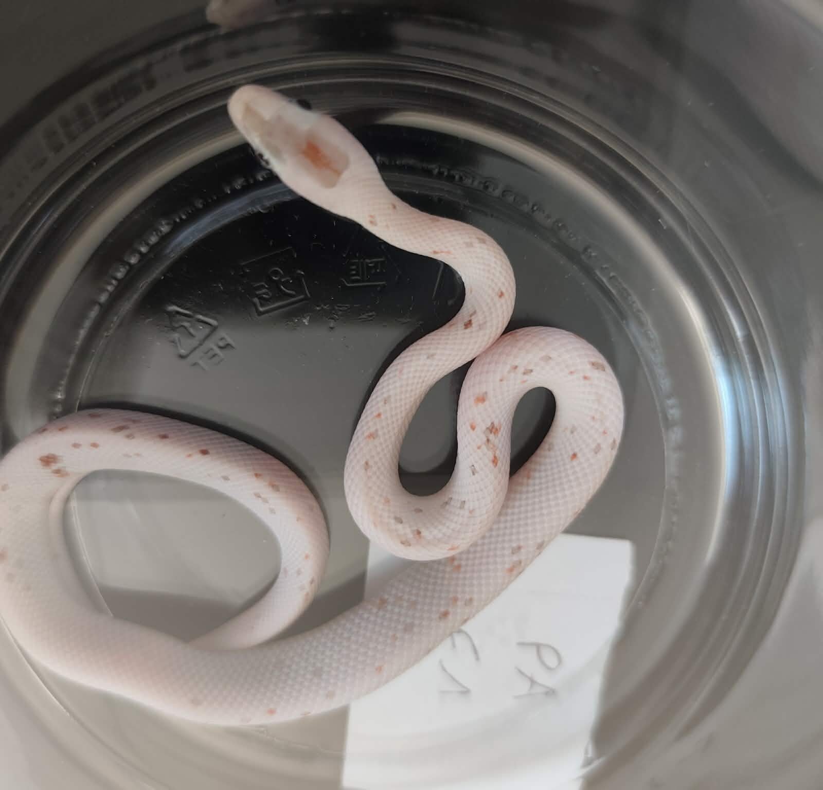Pantherophis guttatus "Palmetto 100% het.anery" Femelle 2026 Nom : PRAVIA