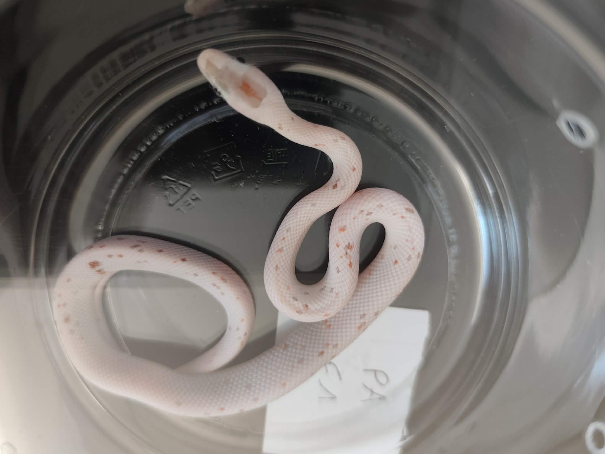 Pantherophis guttatus "Palmetto 100% het.anery" Femelle 2026 Nom : PRAVIA