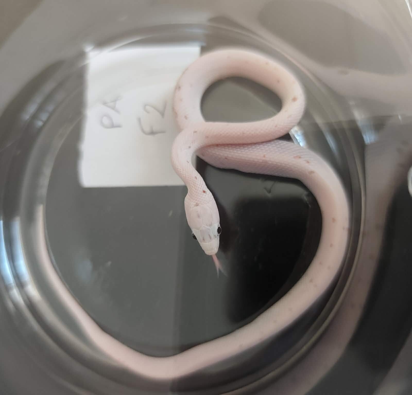 Pantherophis guttatus "Palmetto 100% het.anery" Femelle 2026 Nom : VERIA