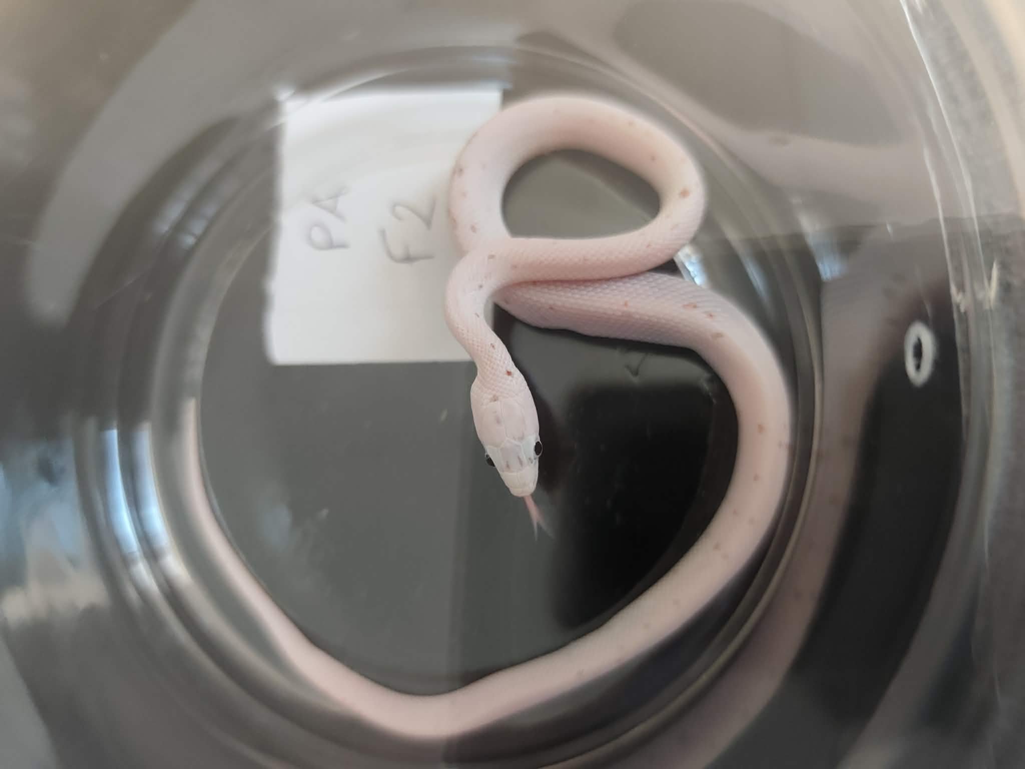 Pantherophis guttatus "Palmetto 100% het.anery" Femelle 2026 Nom : VERIA