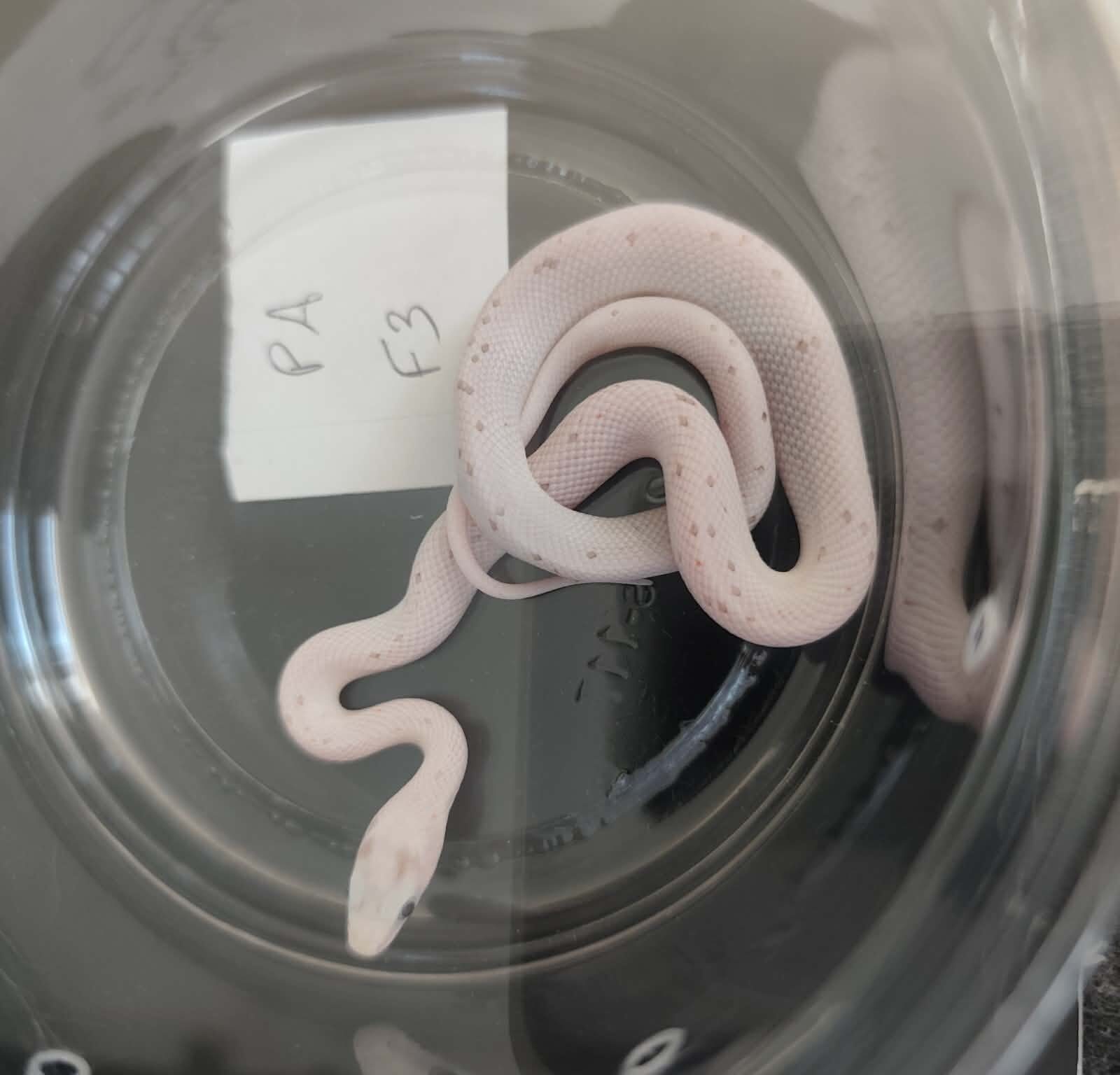 Pantherophis guttatus "Palmetto 100% het.anery" Femelle 2026 Nom : GRATIA