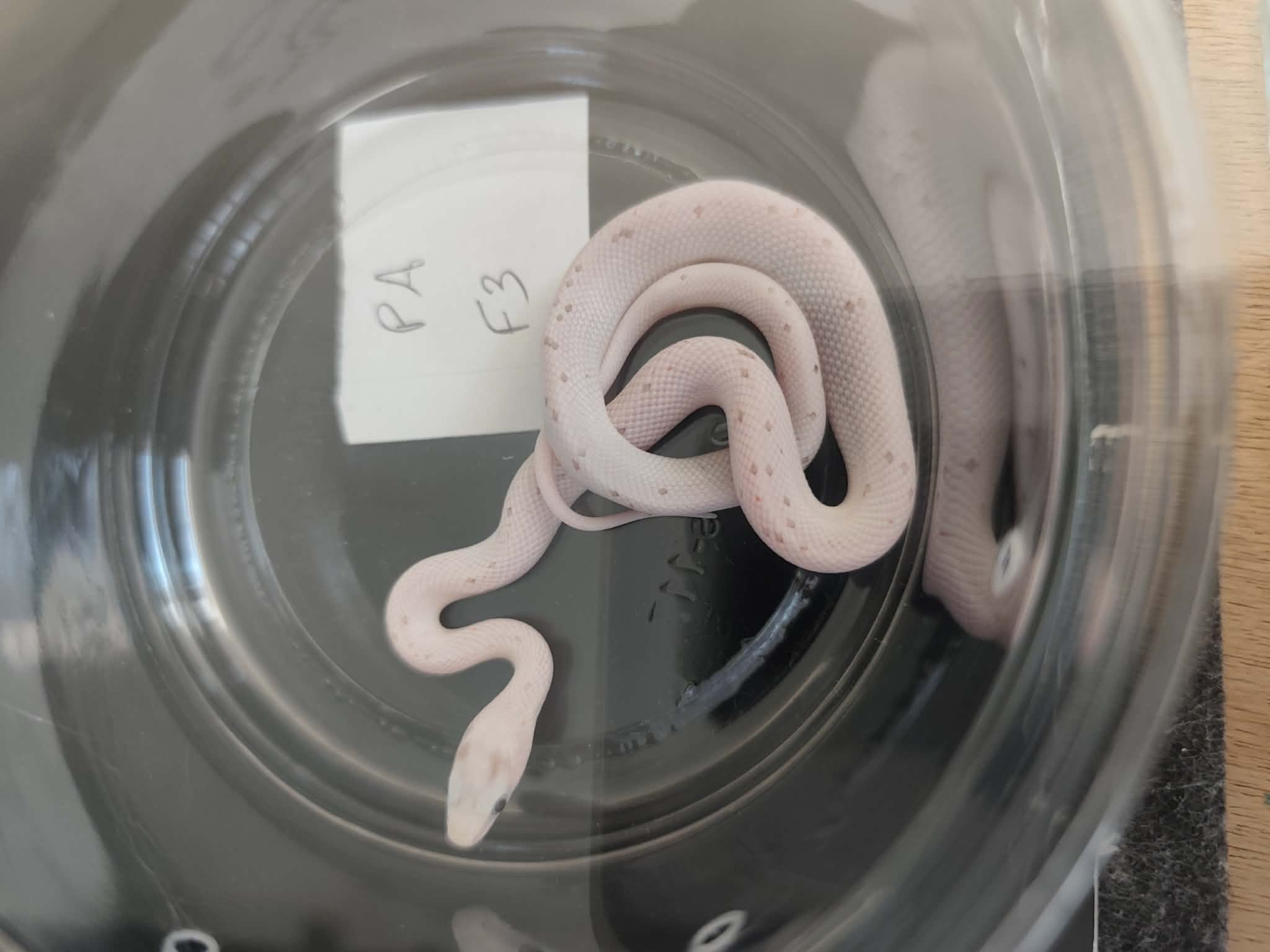 Pantherophis guttatus "Palmetto 100% het.anery" Femelle 2026 Nom : GRATIA