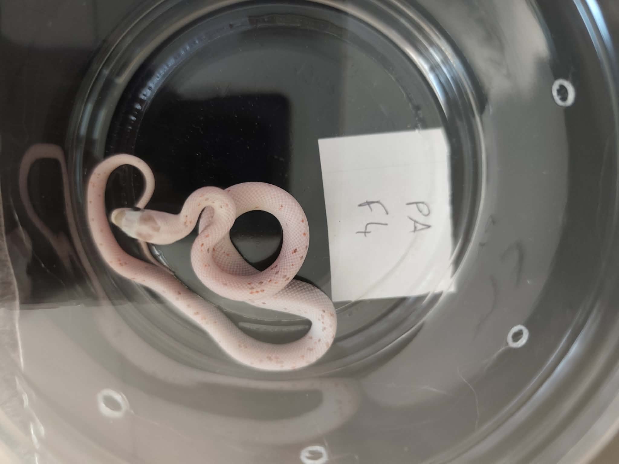 Pantherophis guttatus "Palmetto 100% het.anery" Femelle 2026 Nom : MELINA